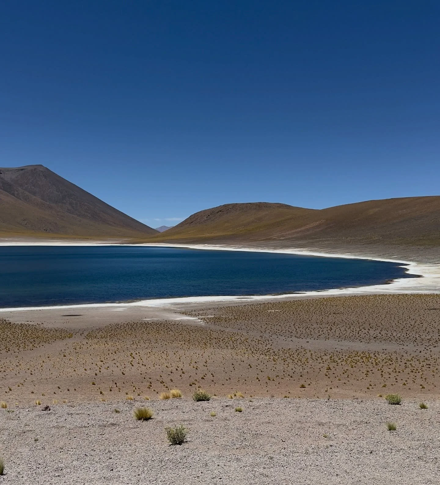 Wild vicu&ntilde;as roam the high-altitude plains of the Atacama Desert near Laguna Miscanti, where silence, salt, and sky meet. Framed by Andean mountains and mineral-rich waters, this remote Chilean landscape showcases raw nature, vast horizons, an