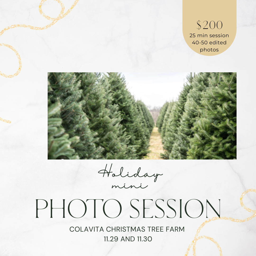 Holiday Mini Sessions @ Colavita Christmas Tree Farm