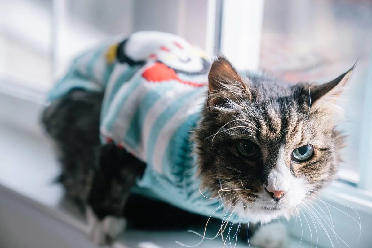 And cats! 🐈 🐈&zwj;⬛

#holidayphotos #christmasminis #phillyphotographer #familyphotography #capturethemoment