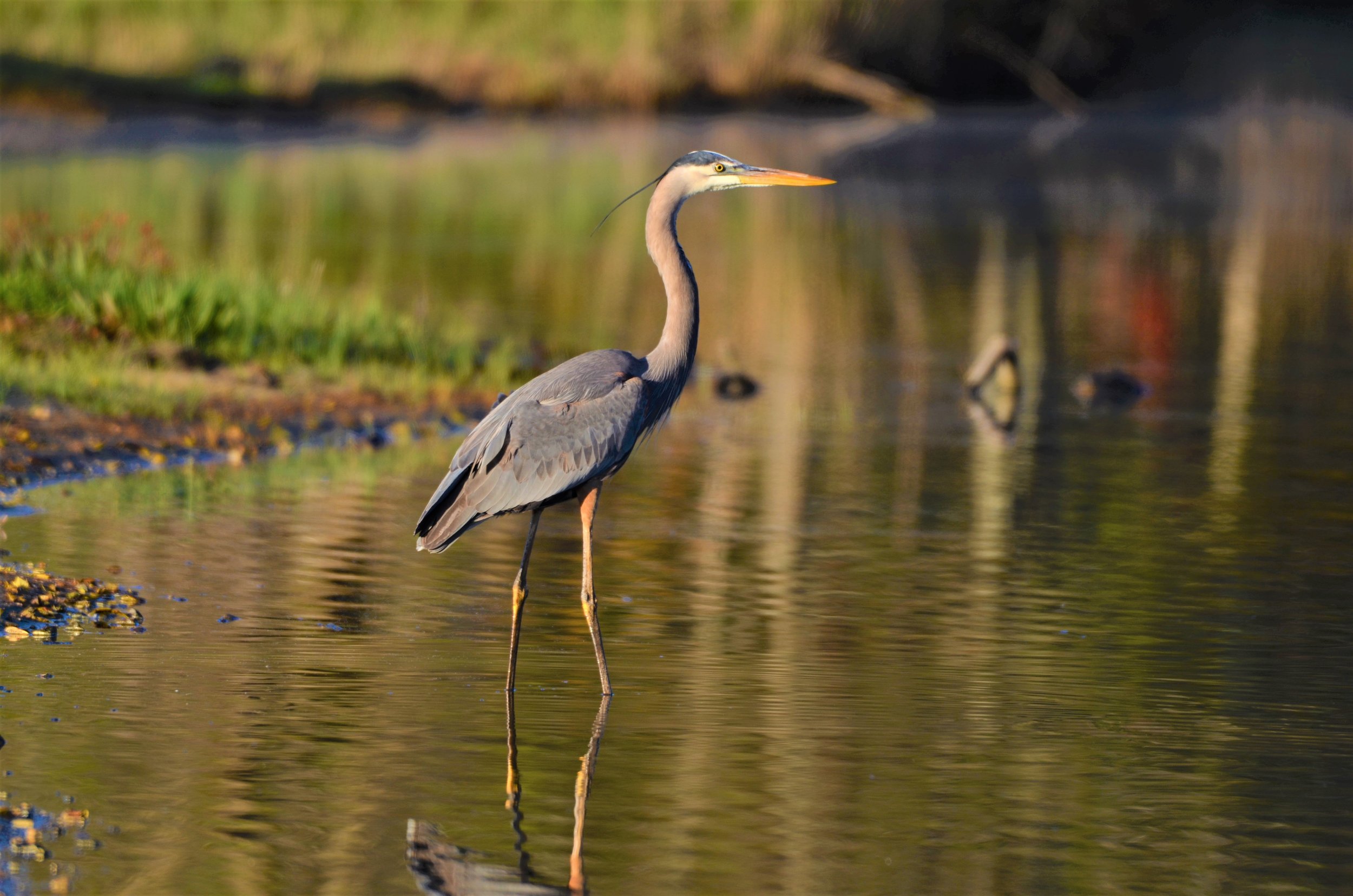 DSC_4216.jpg