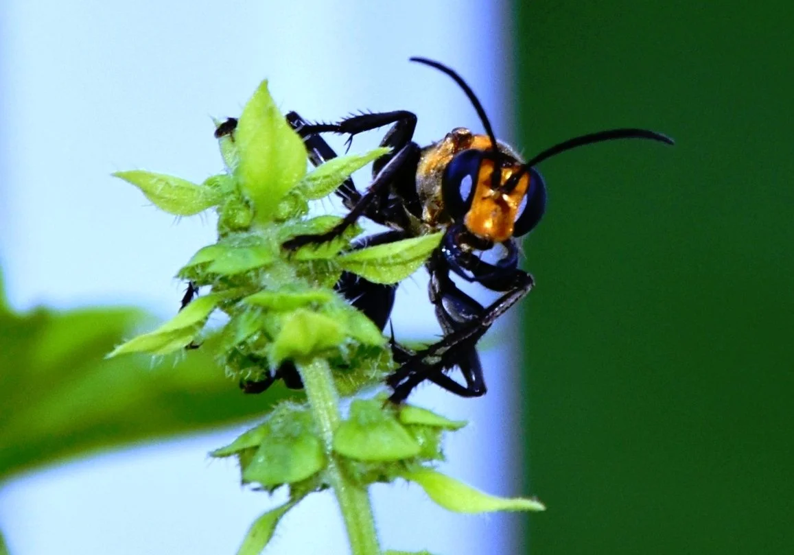 DSC_1561 - Copy - Copy.jpg