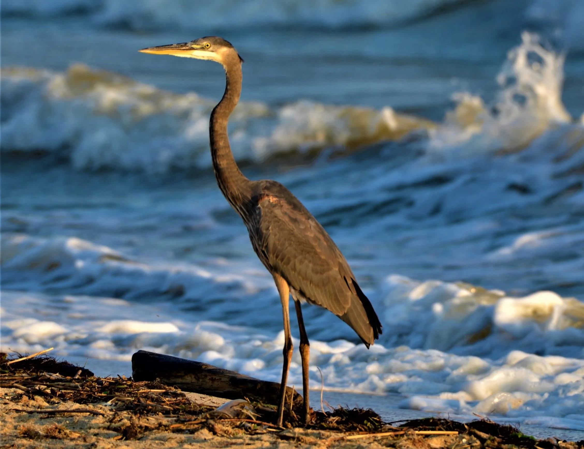 A heron standing on a sandy beach with the ocean and waves in the background.