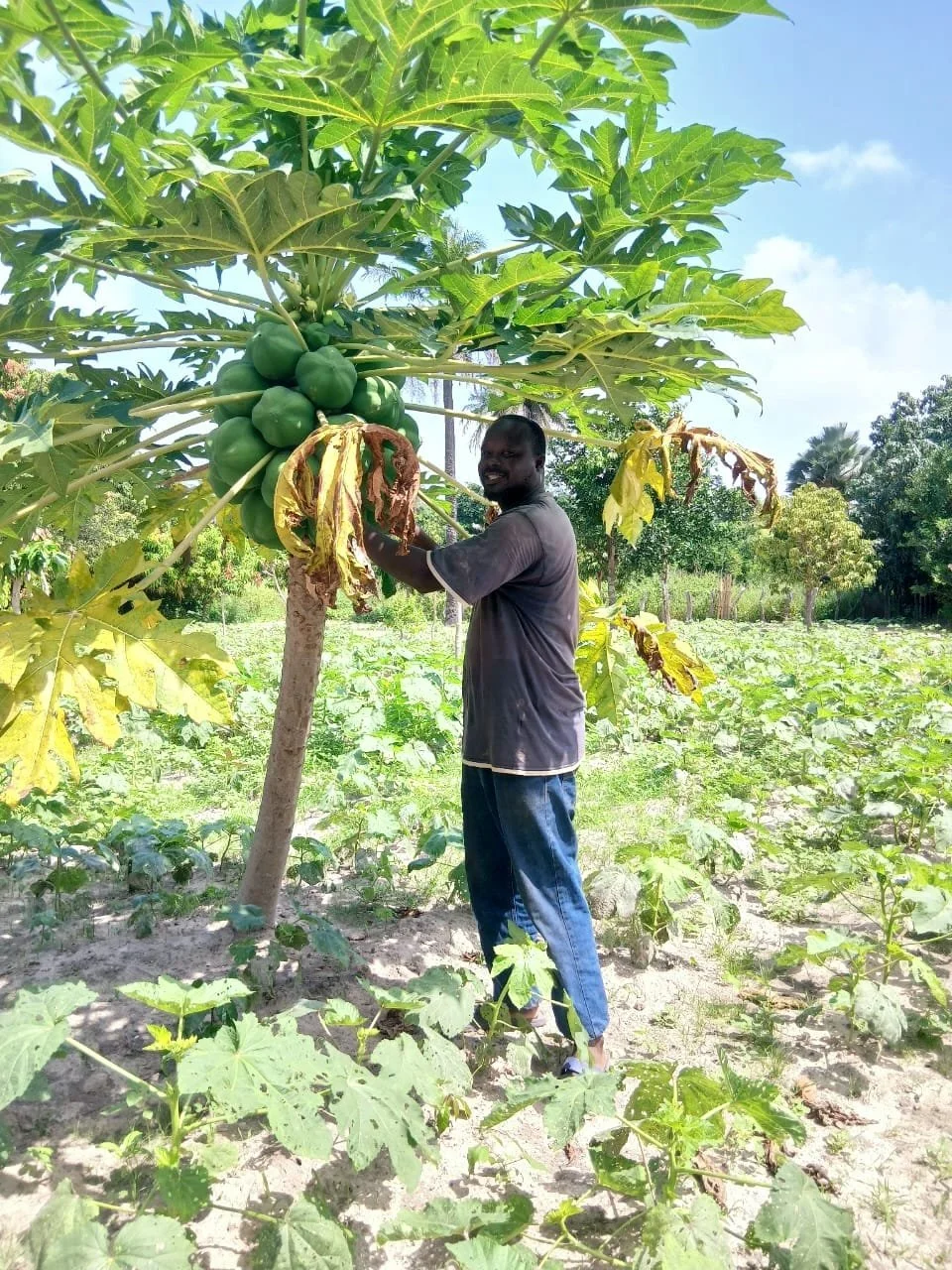 Saikou stands in his garden in southern Senegal near a papaya tree, between the okra plants.