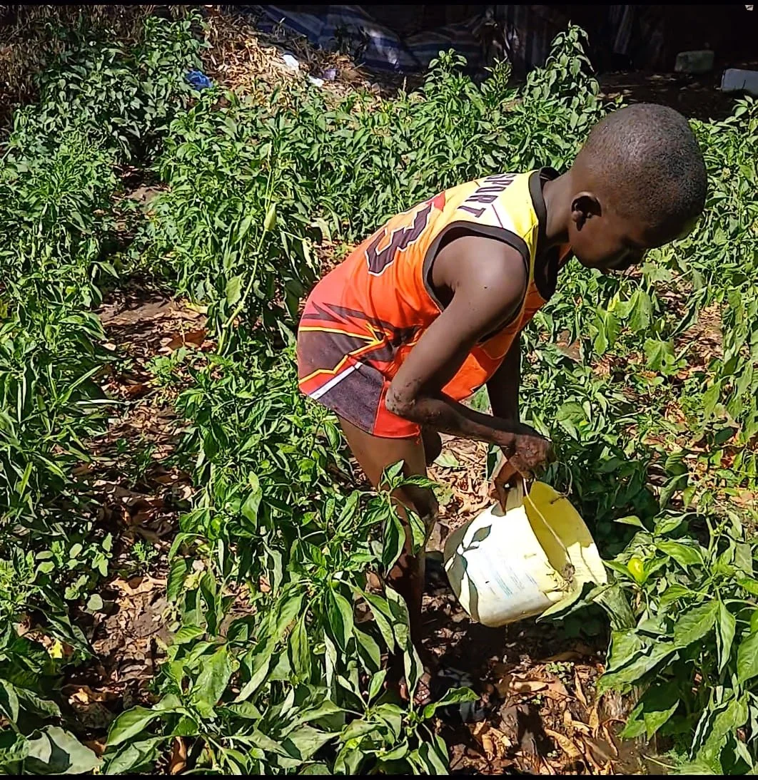 Child watering a vegetable garden in Senegal
