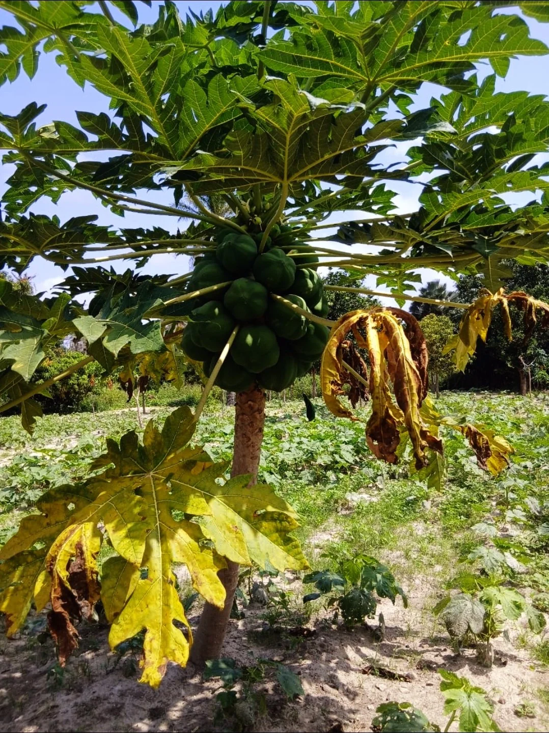Papayaboom vol groene vruchten onder een heldere lucht in Senegal