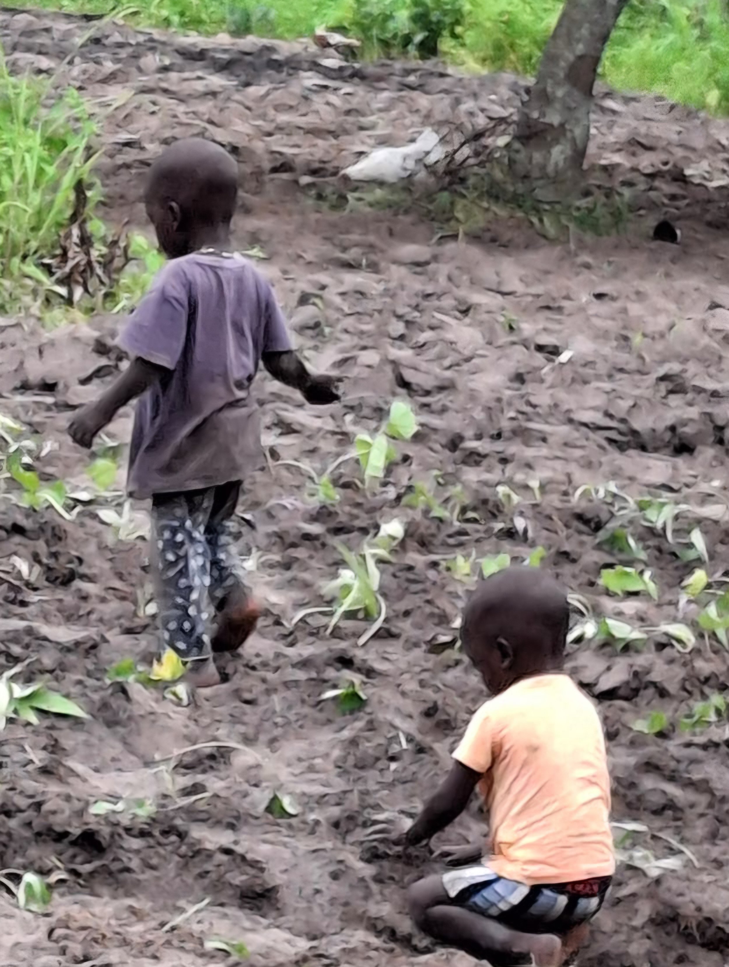 Children planting sweet potatoes in Senegal