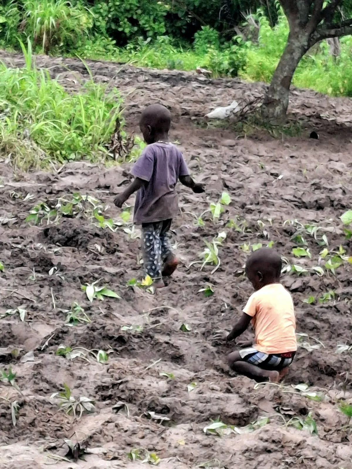 Twee kinderen planten zoete aardappel in de aarde in Senegal.
