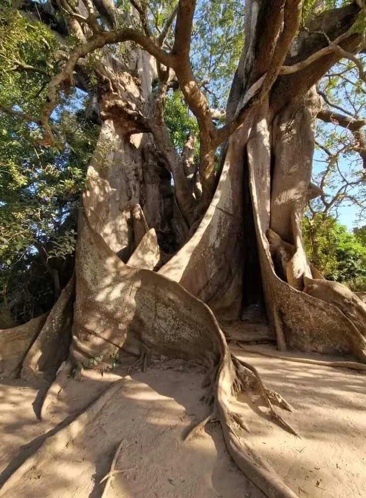 Batangworo tree in Abene, Senegal with large ancient roots