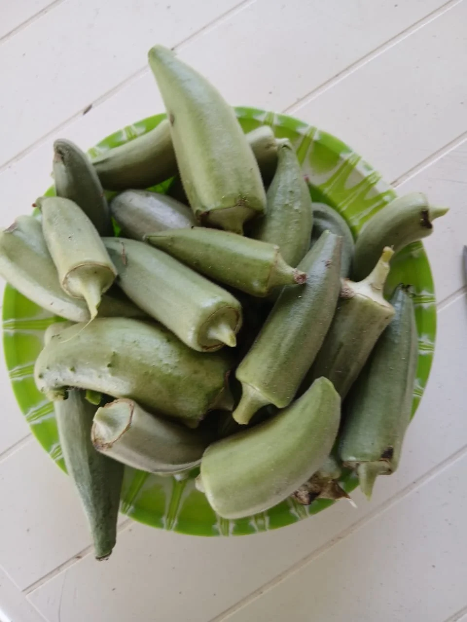 Fresh okra on a green plate, harvested in southern Senegal, Casamance.