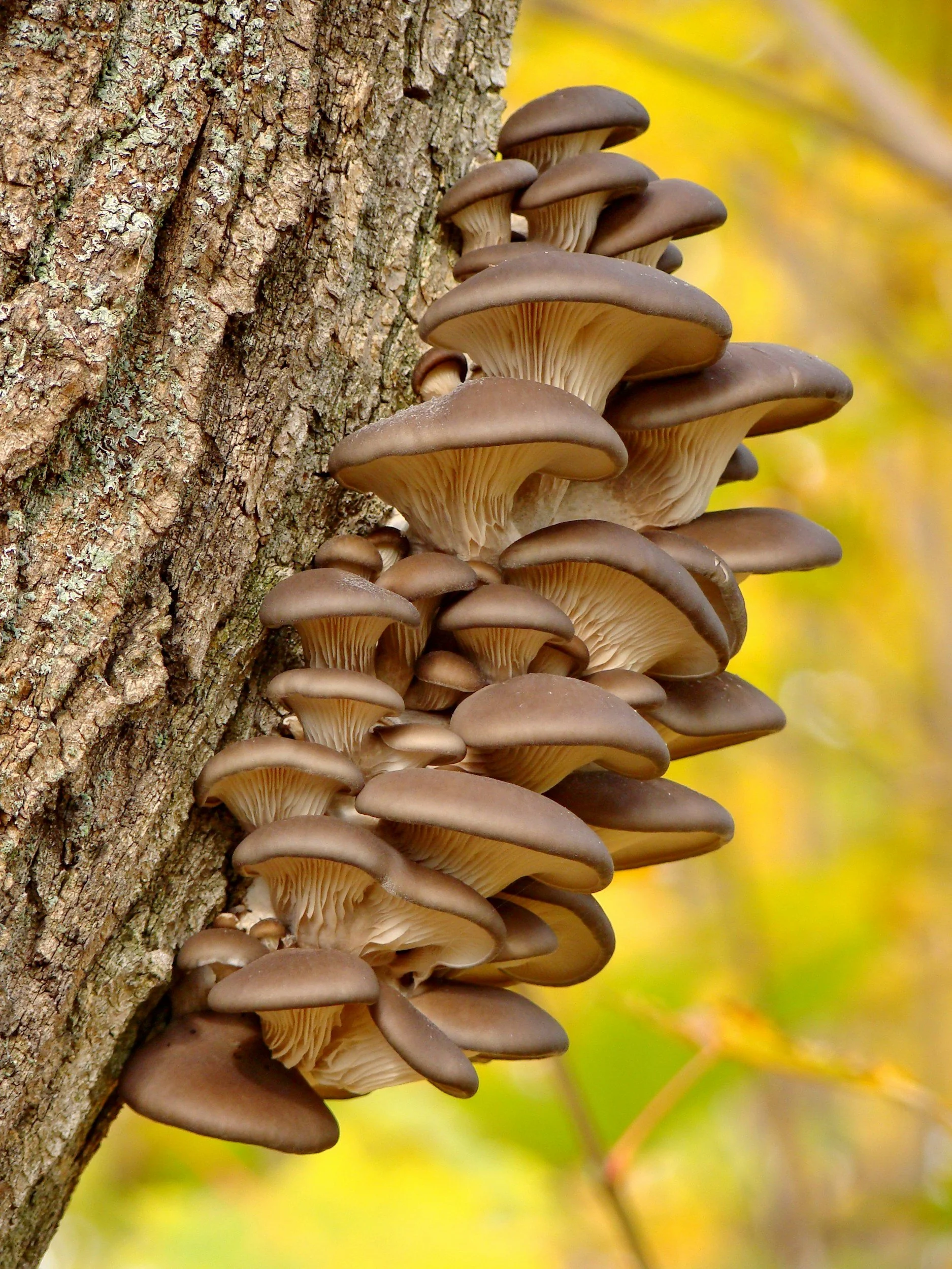 Follow the spores