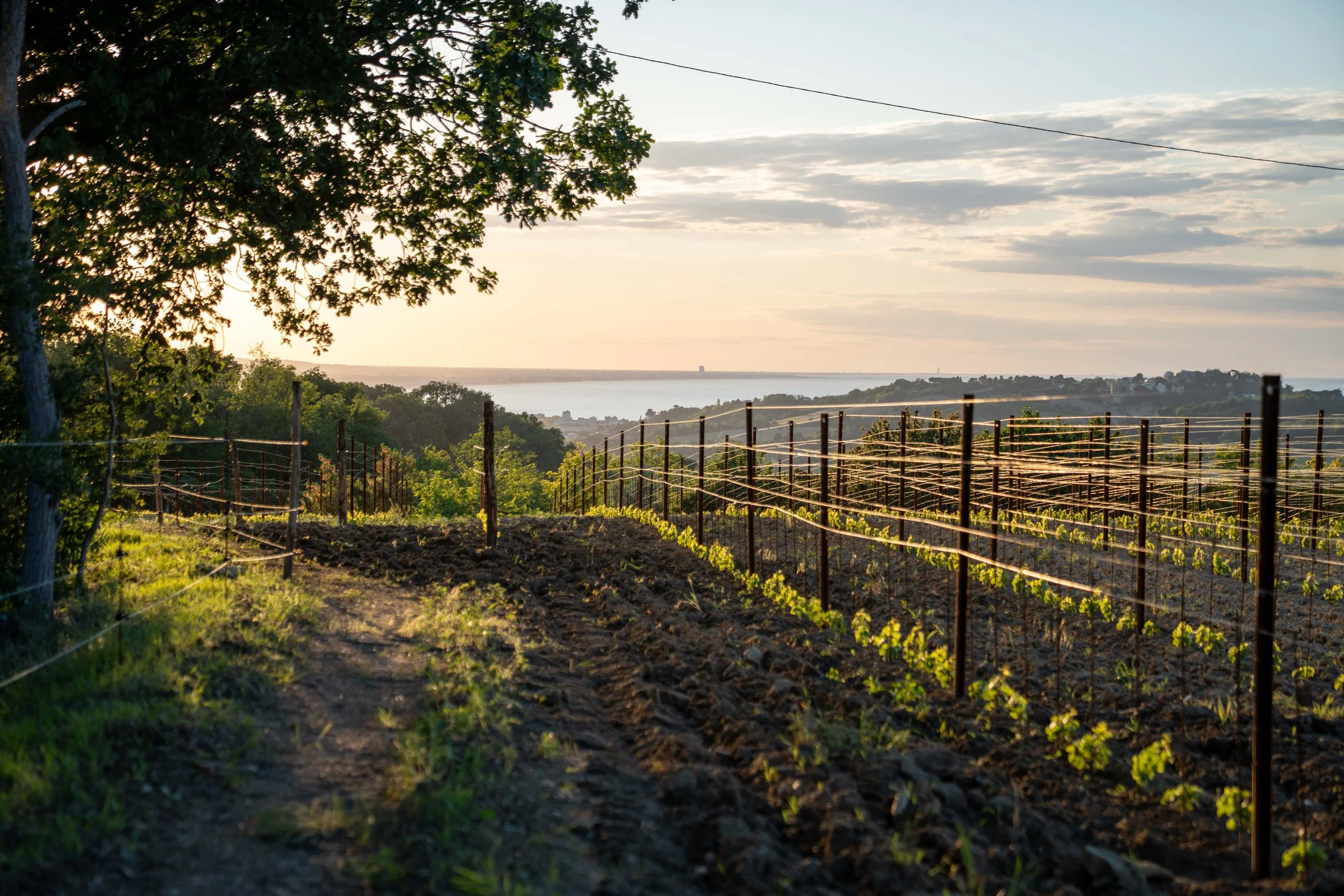 Vigna Pierini con vista mare Granarola.jpg