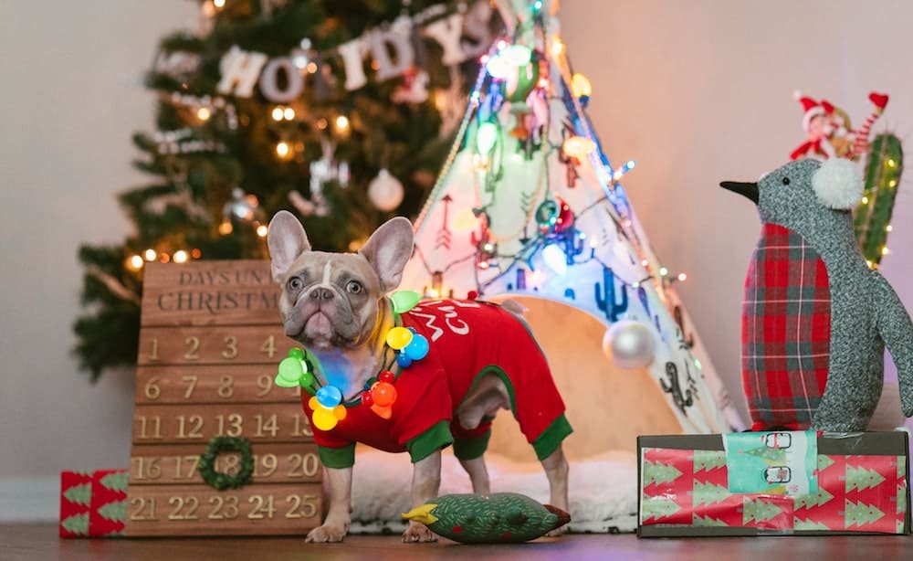 A French Bulldog wearing a red Christmas sweater and colorful Christmas lights around its neck, standing in front of a decorated Christmas tree and a toy teepee with a cactus design. There are Christmas decorations including a plush penguin, a wrapped gift box, a Christmas countdown board, and a small pillow on the floor.