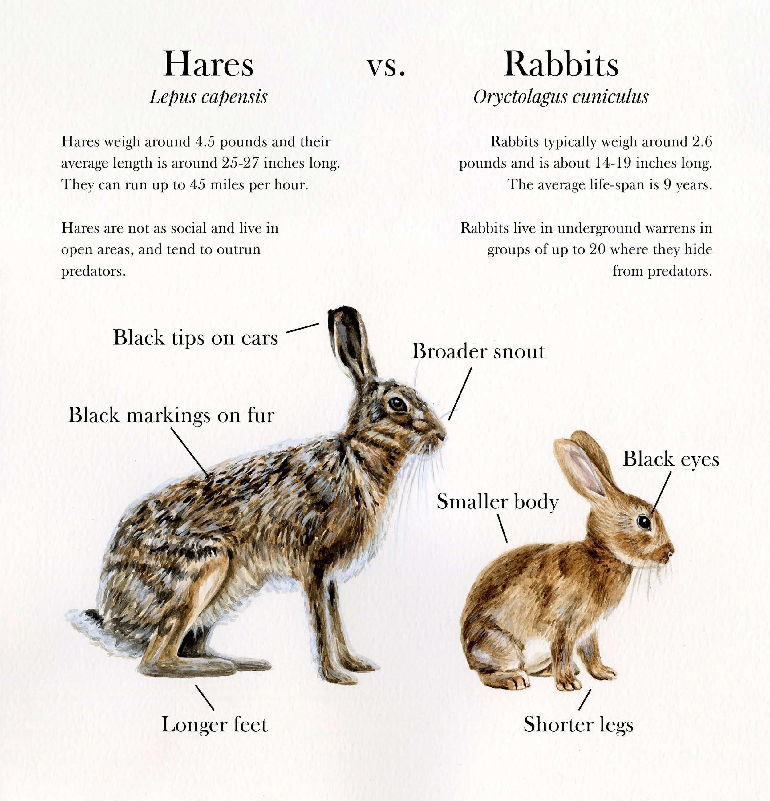 "Lepus capensis & Oryctolagus cuniculus" (2025) - Watercolor