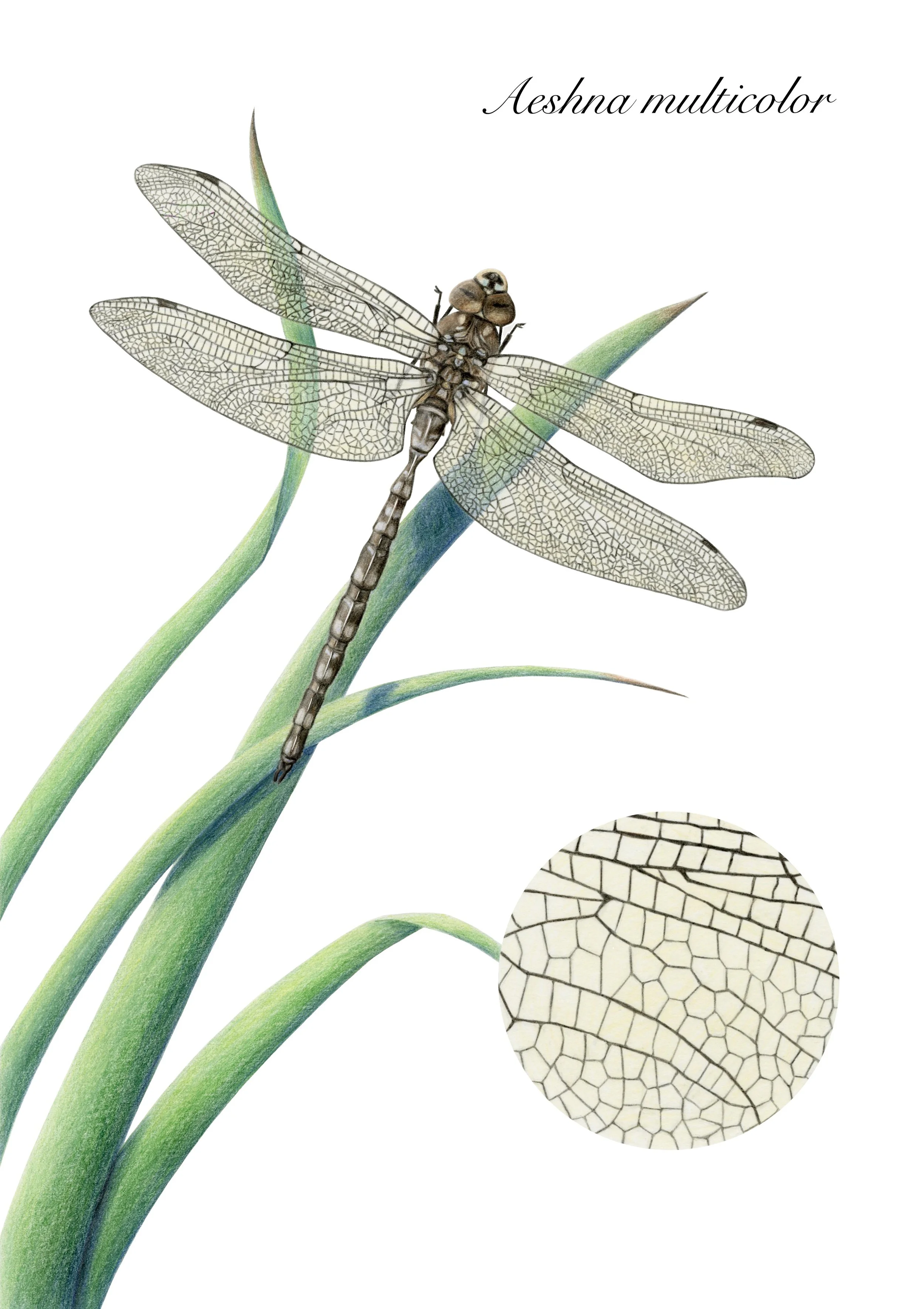 scientific illustration