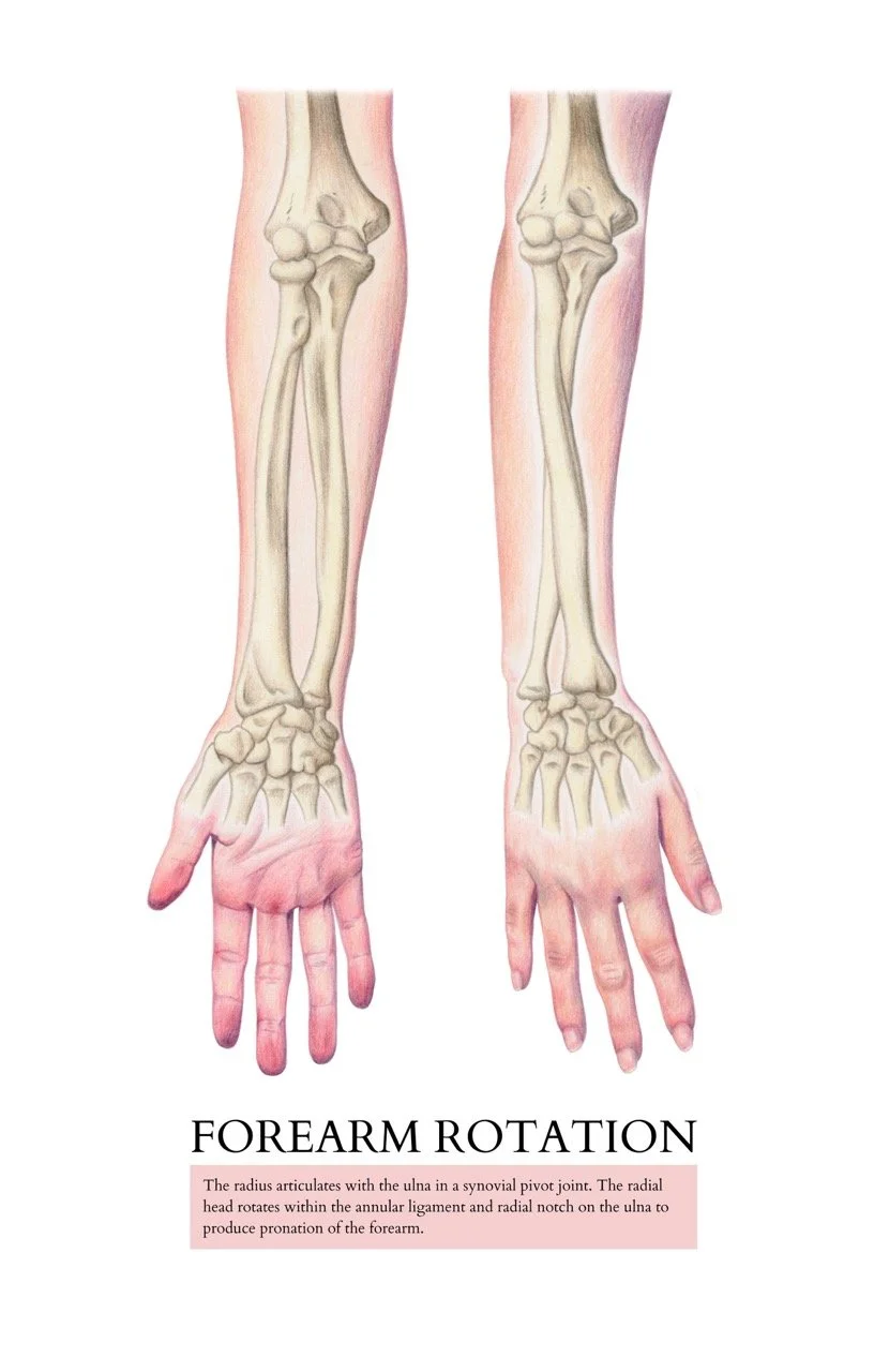 "Forearm Rotation" (2024) - Colored pencil