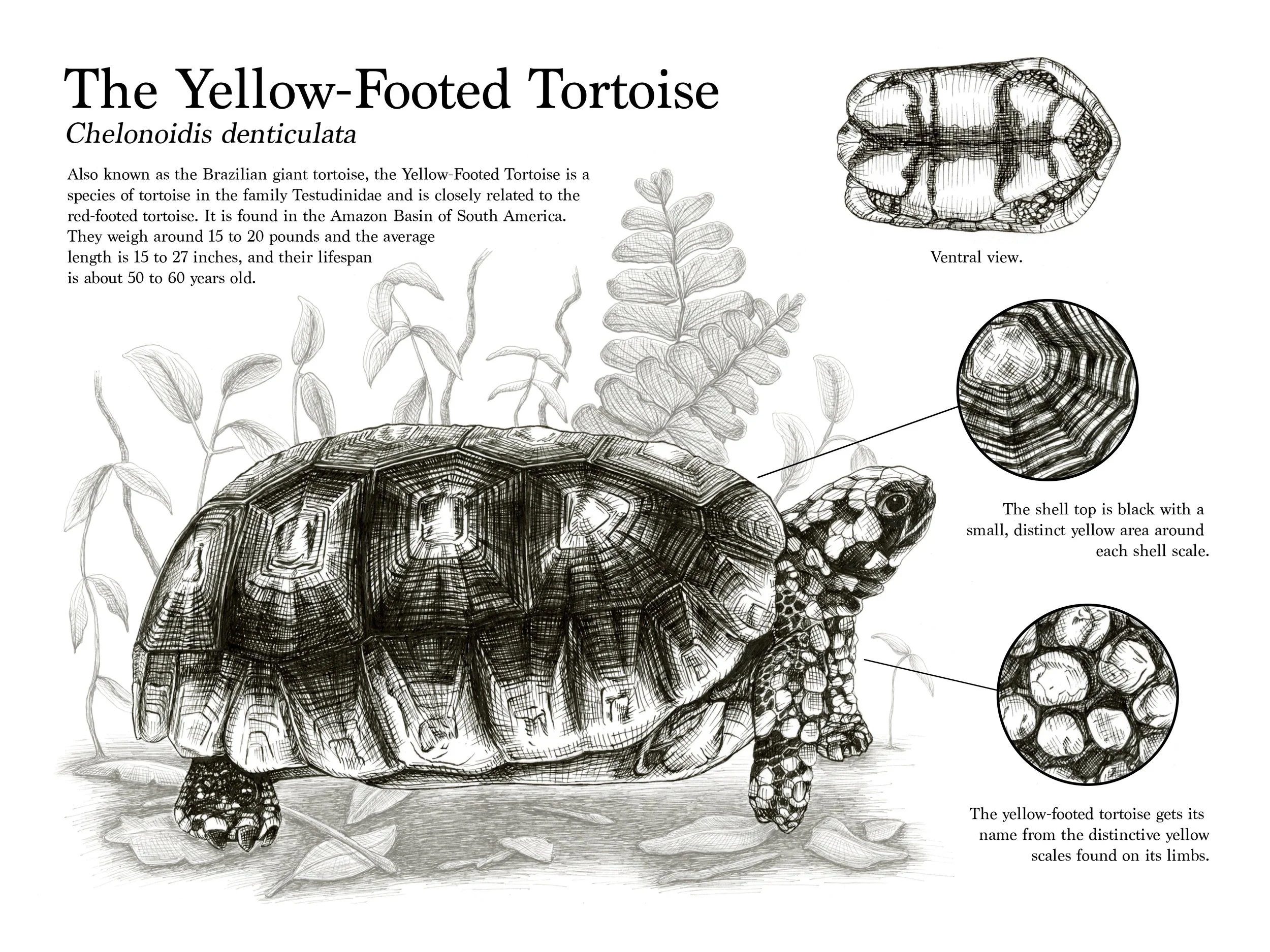 "Chelondoidis denticulata" (2025) - Pen & ink