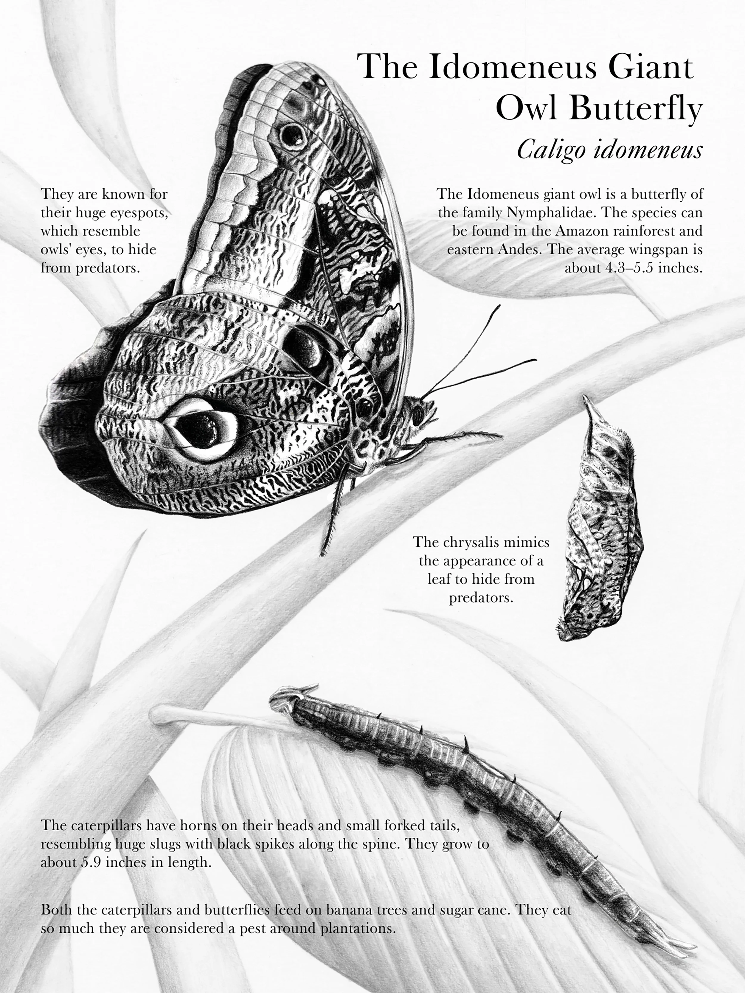 "Caligo idomeneus" (2025) - Graphite