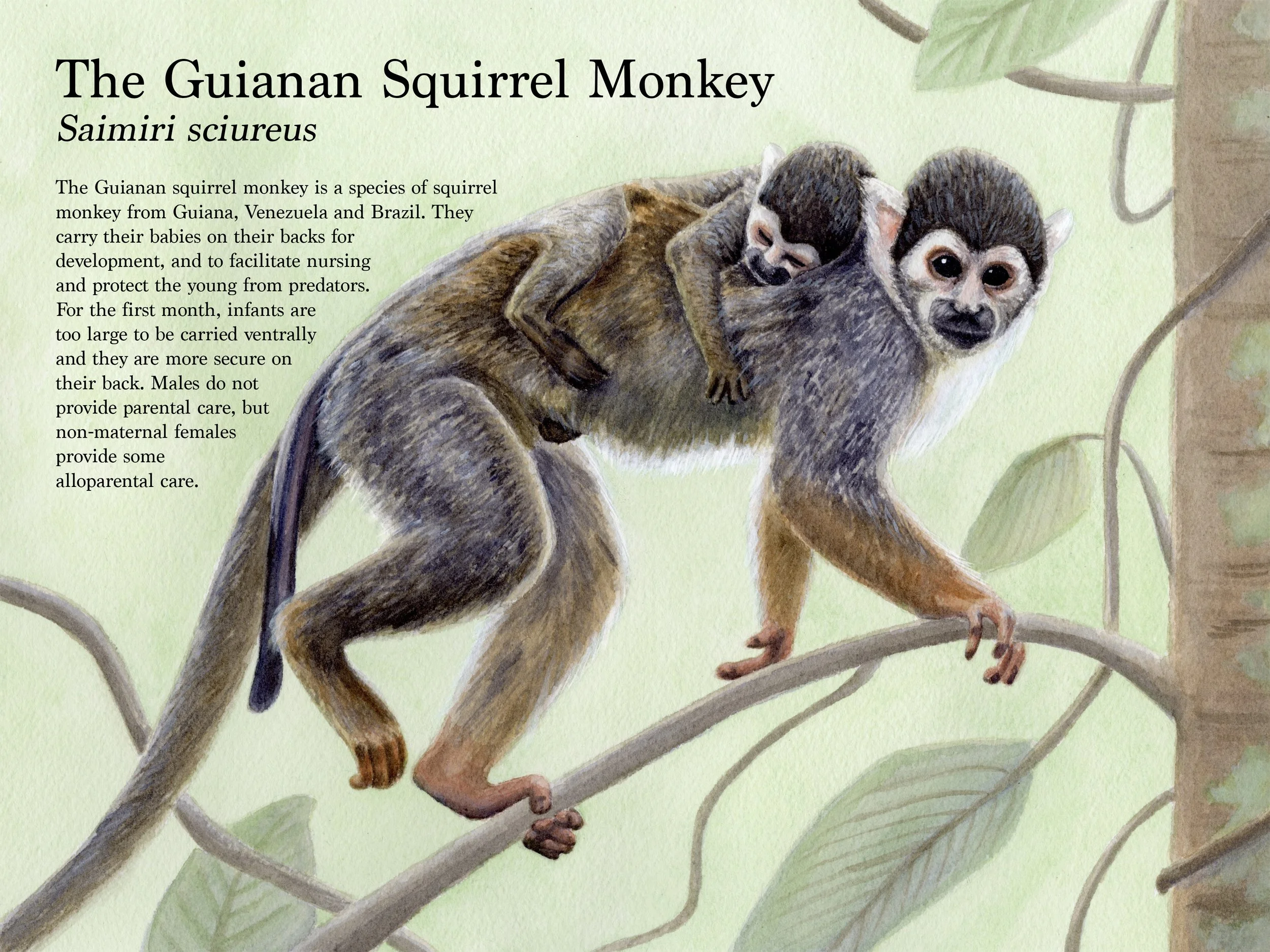 "Saimiri sciureus" (2025) - Watercolor