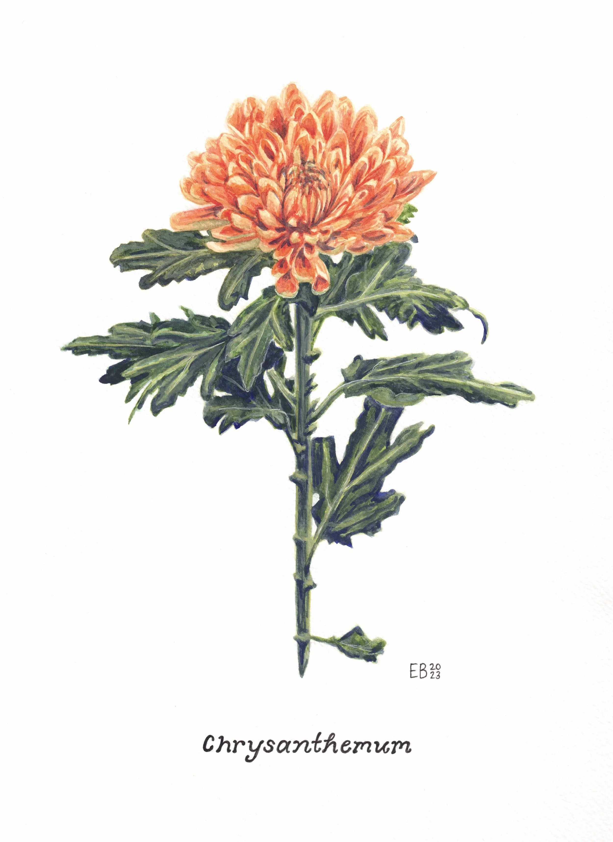 "Chrysanthemum morifolium" (2023) - Watercolor