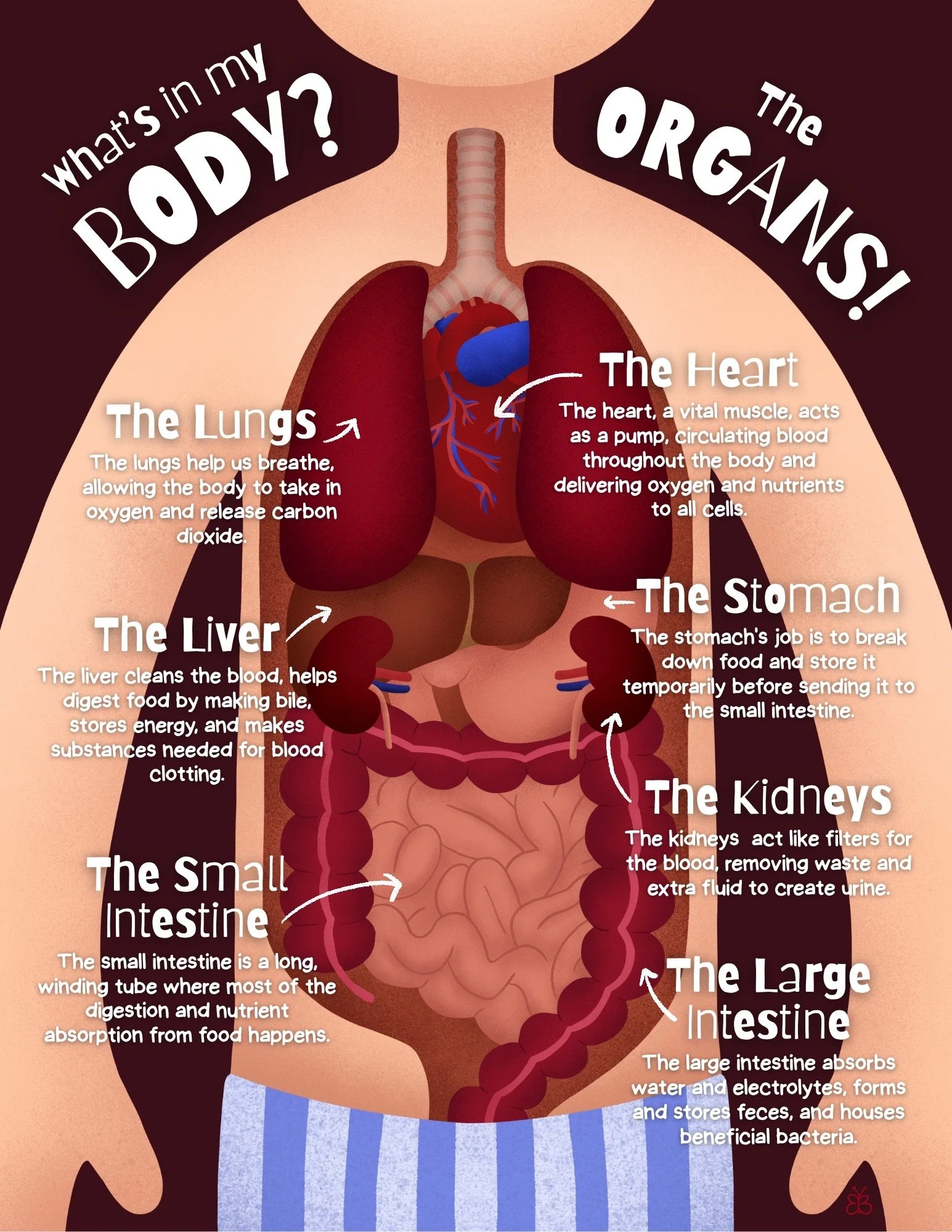 "What's in my Body? The Organs!"