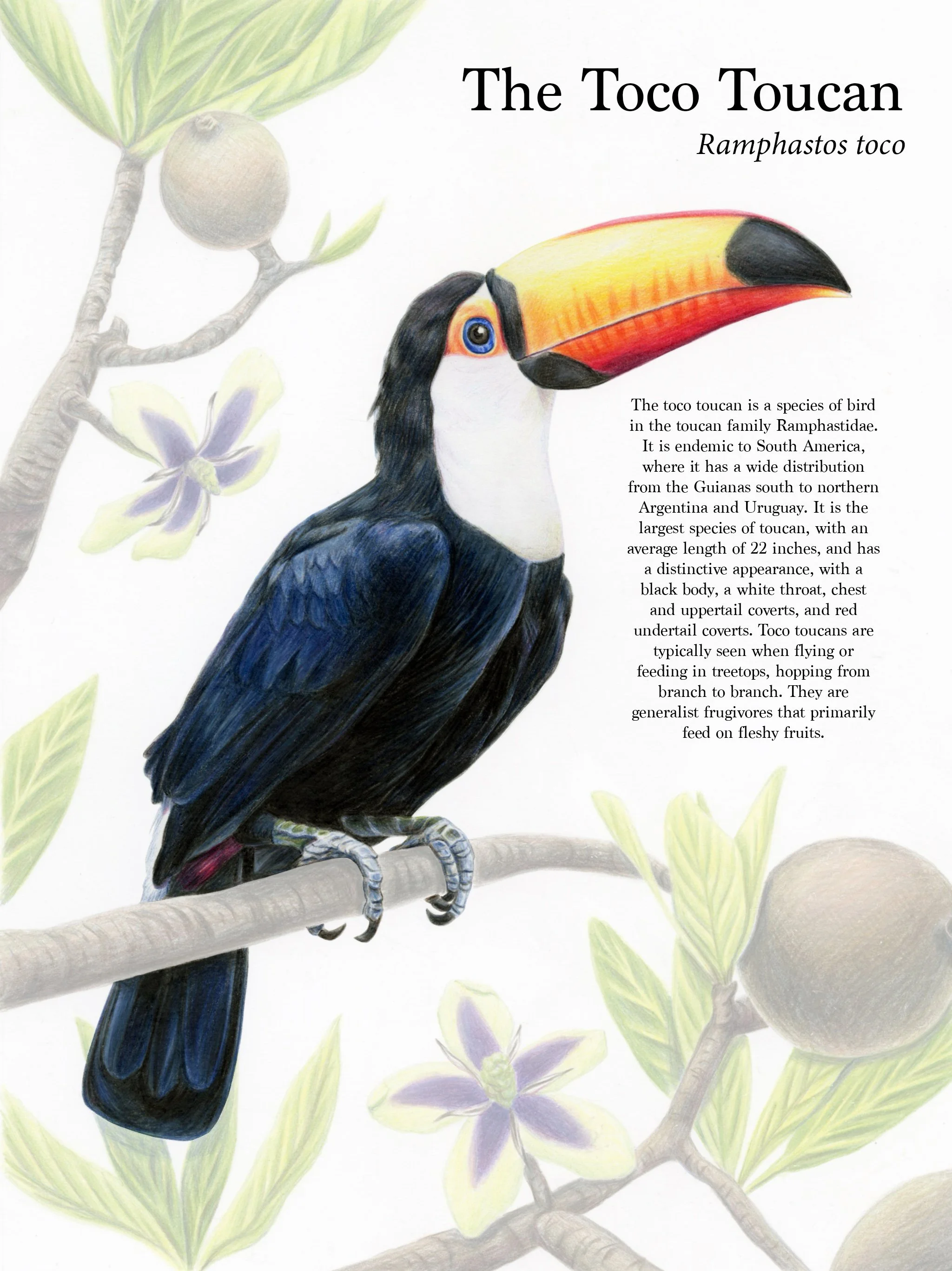 "Ramphastos toco" (2025) - Colored pencil