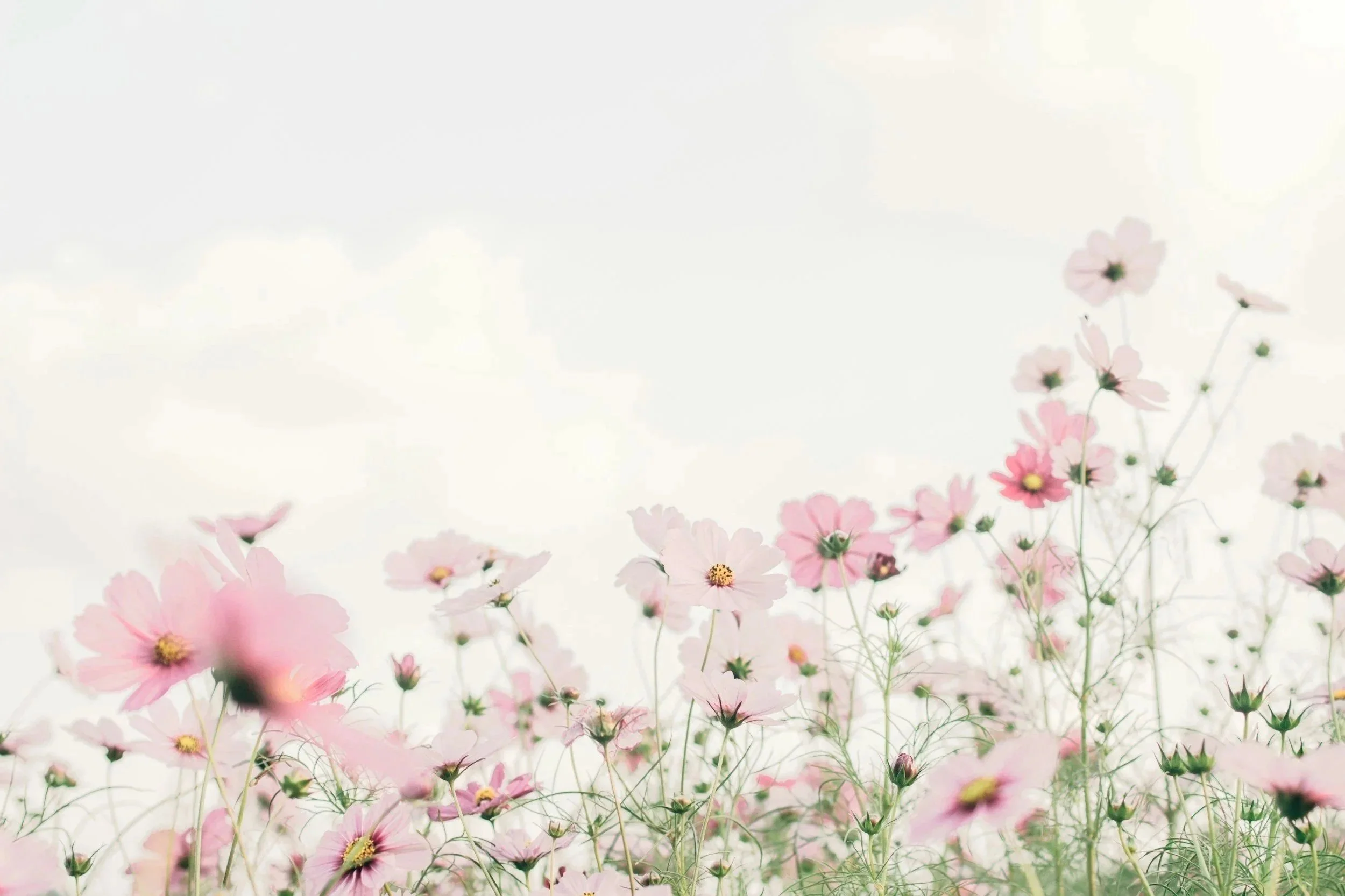 A field of pink and white cosmos flowers with a pale sky background.