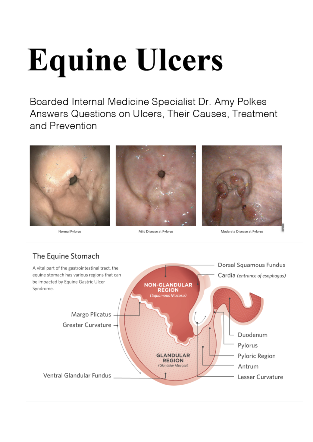 Ulcers in Horses.png