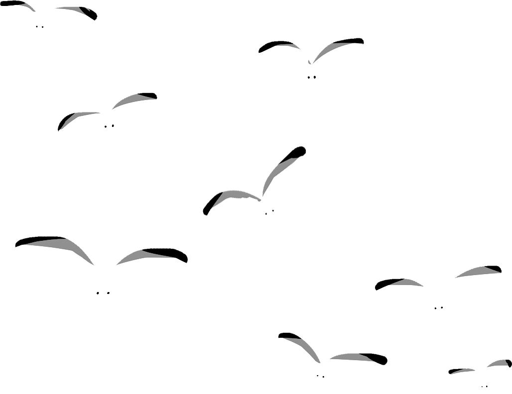 a flock of illustrated seagulls flying just their outlines