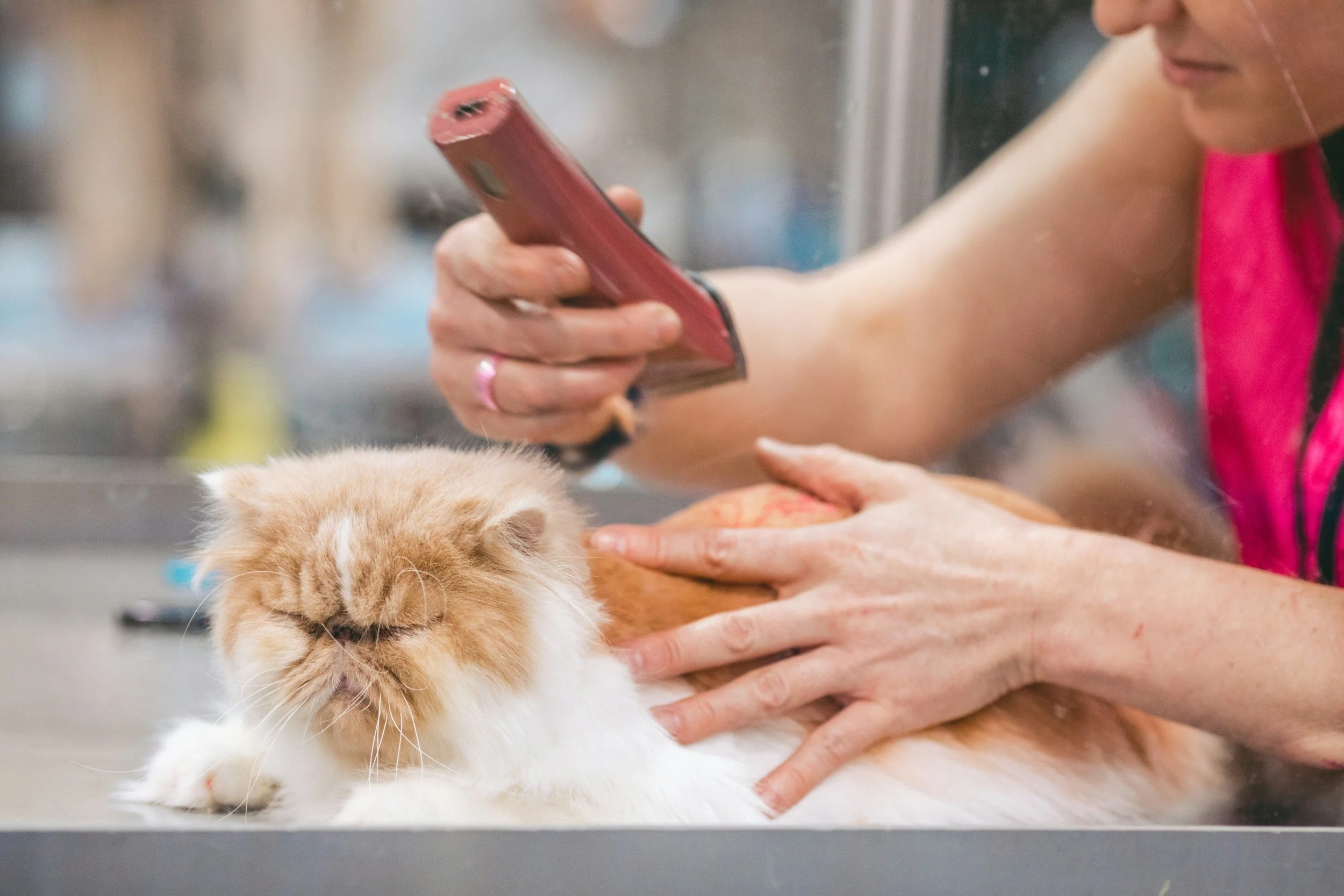 A person taking a photo with a smartphone of a hamster while placing a hand on it at a veterinary or grooming setting.