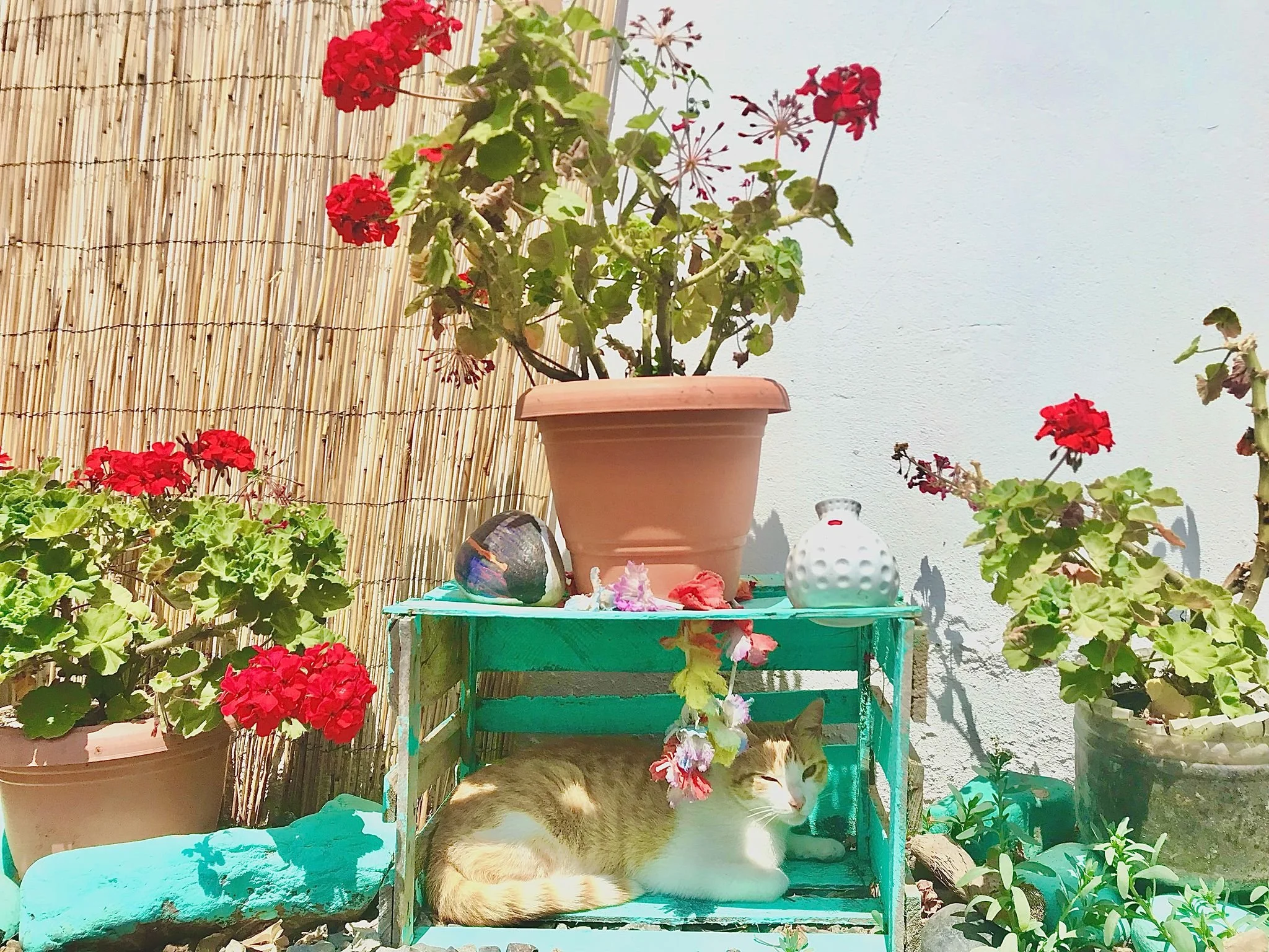 Gato acostado debajo de una estantería azul en un balcón con varias plantas con flores rojas y decoraciones
