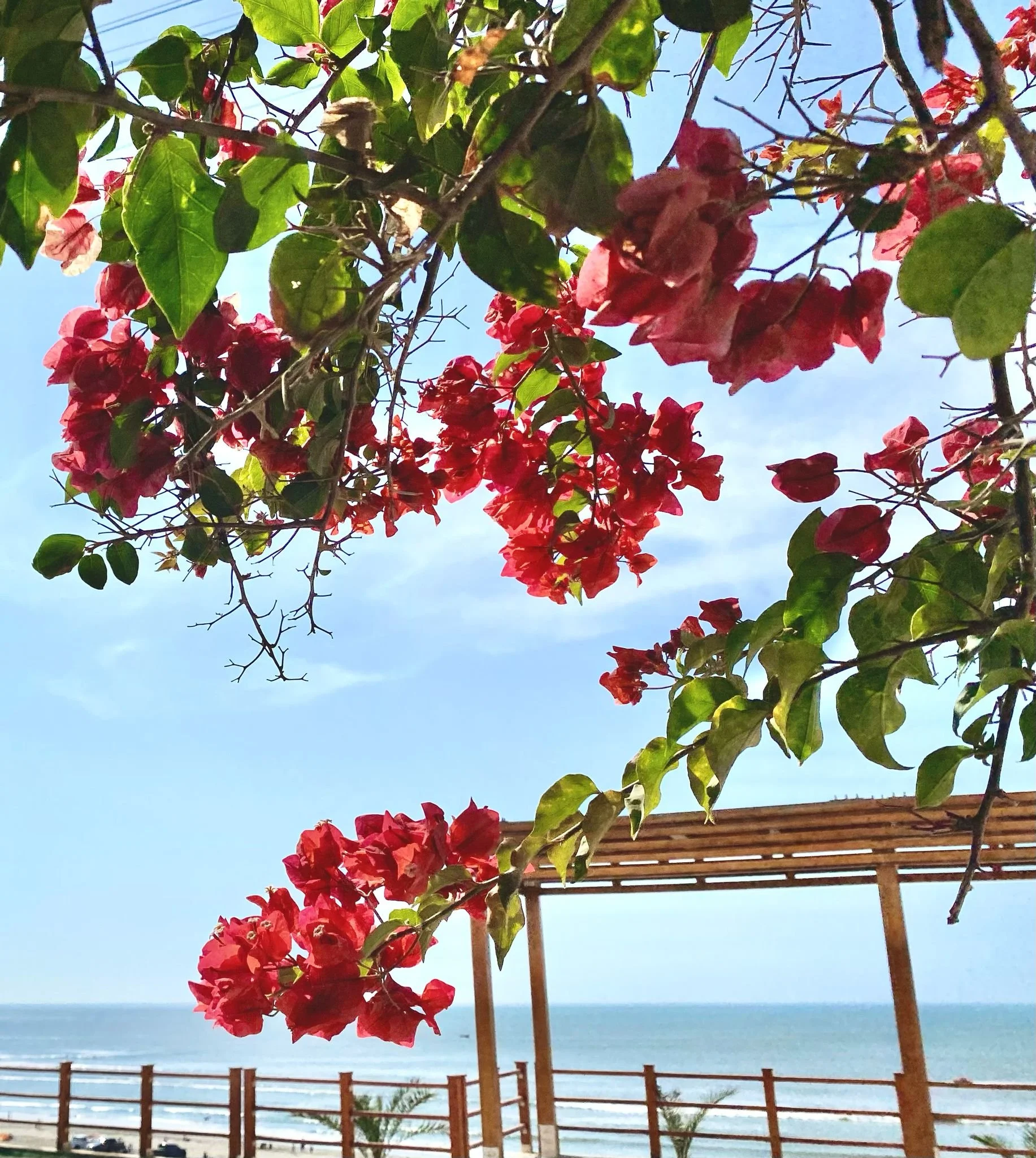 Ramas de una planta con flores rojas en primer plano, vista al mar y una estructura de madera bajo un cielo despejado.