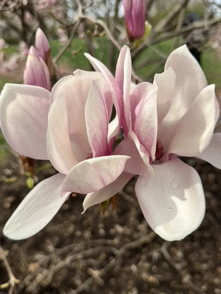 Image of a pink lotus flower.