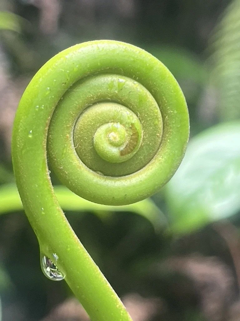 Image of a curled fern top or fiddlehead fern.