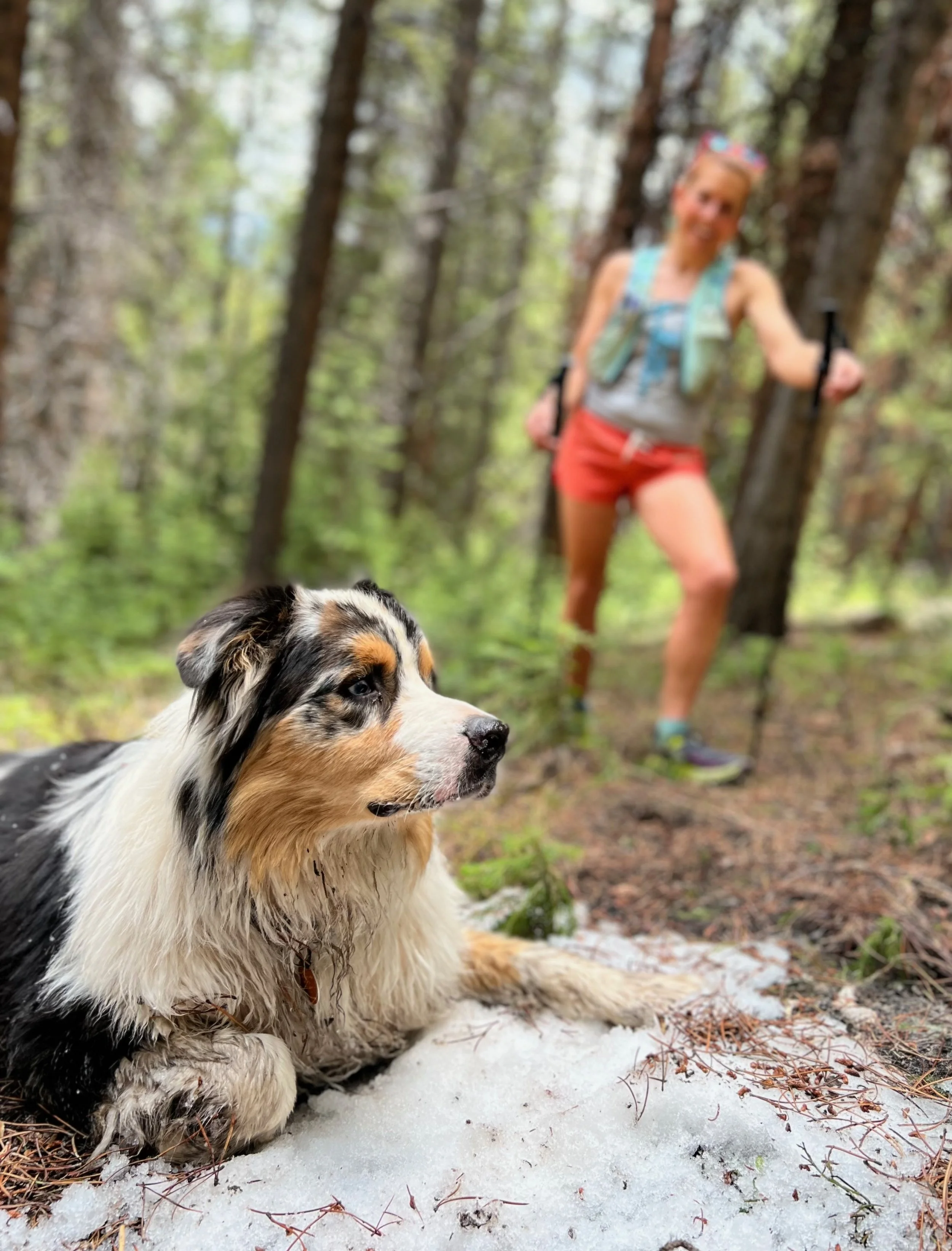 Australian Shepherd Neve the dog rests on a patch of high-altitude snow while NEVE coach Carolyn Williams looks on