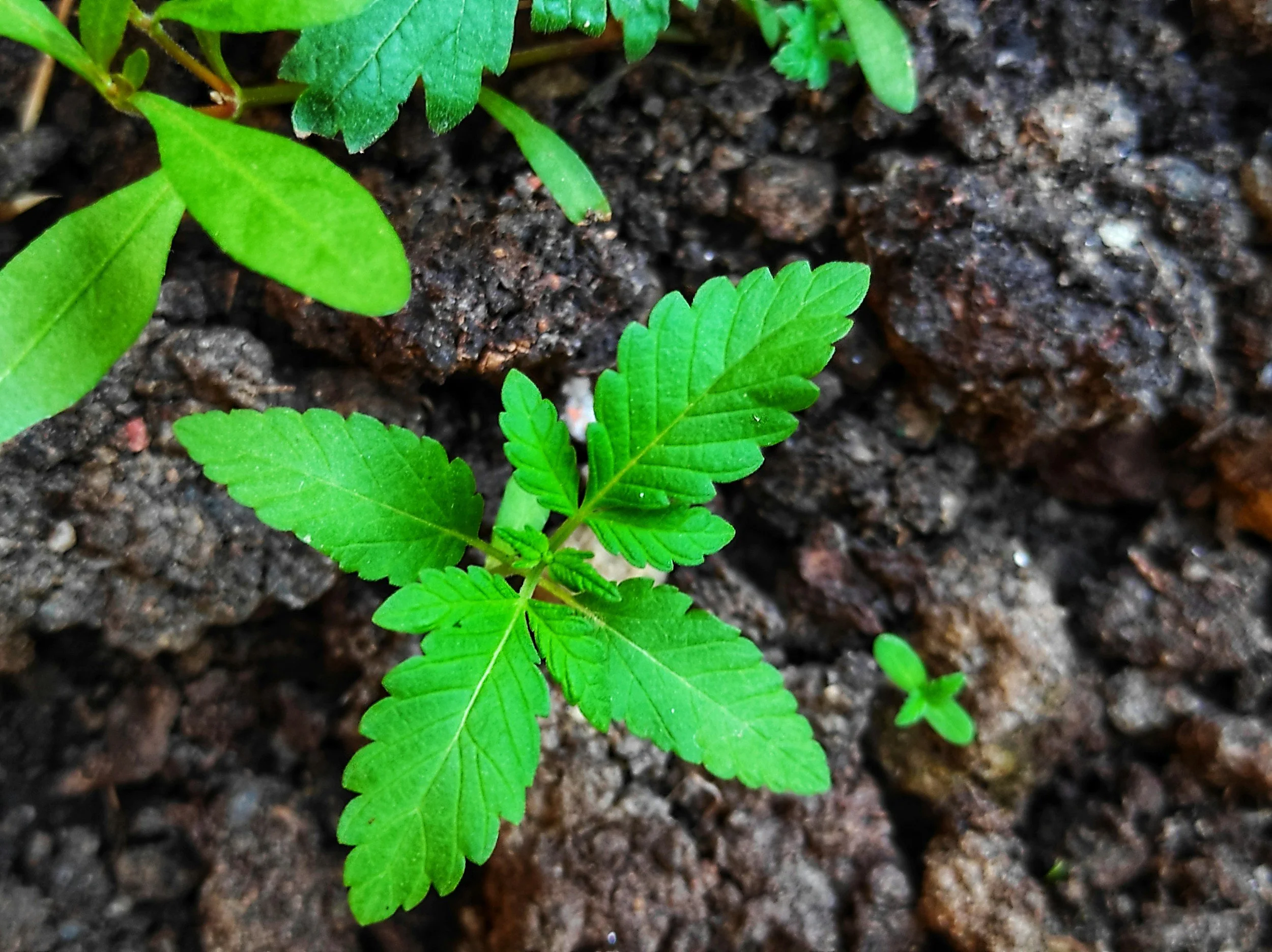 small very green plant growing out of dirt.