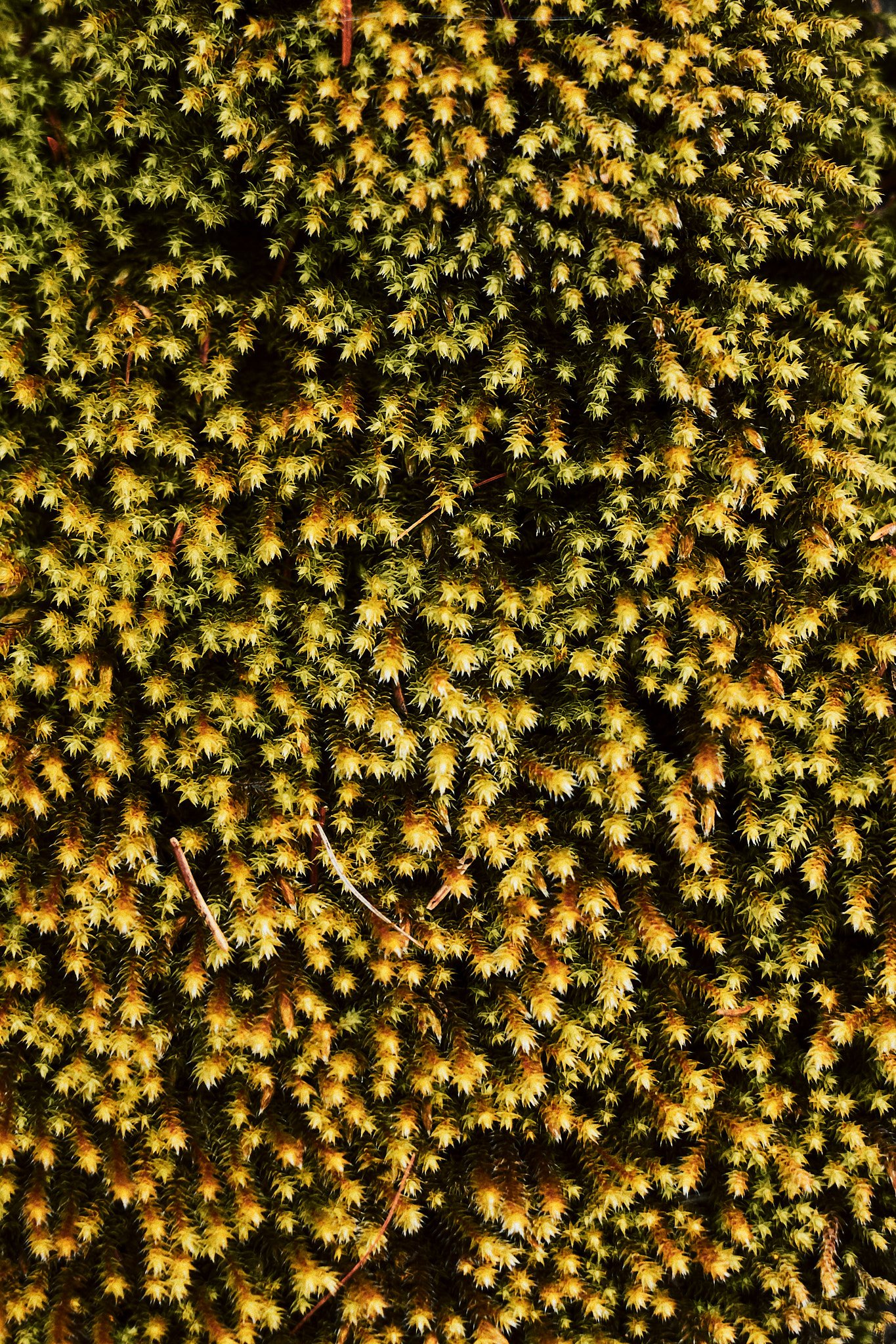 Dichte Büsche mit grün und gelb gefärbten Blättern.