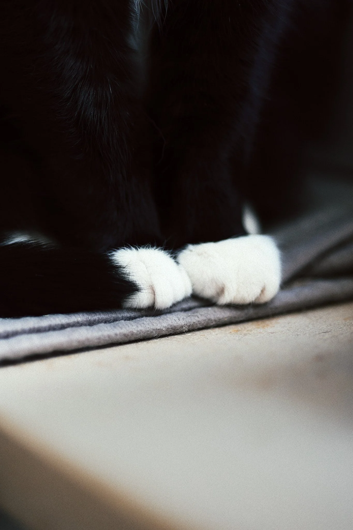 Nahaufnahme der Pfoten eines schwarz-weißen Hundes, der auf einem weichen Untergrund liegt.