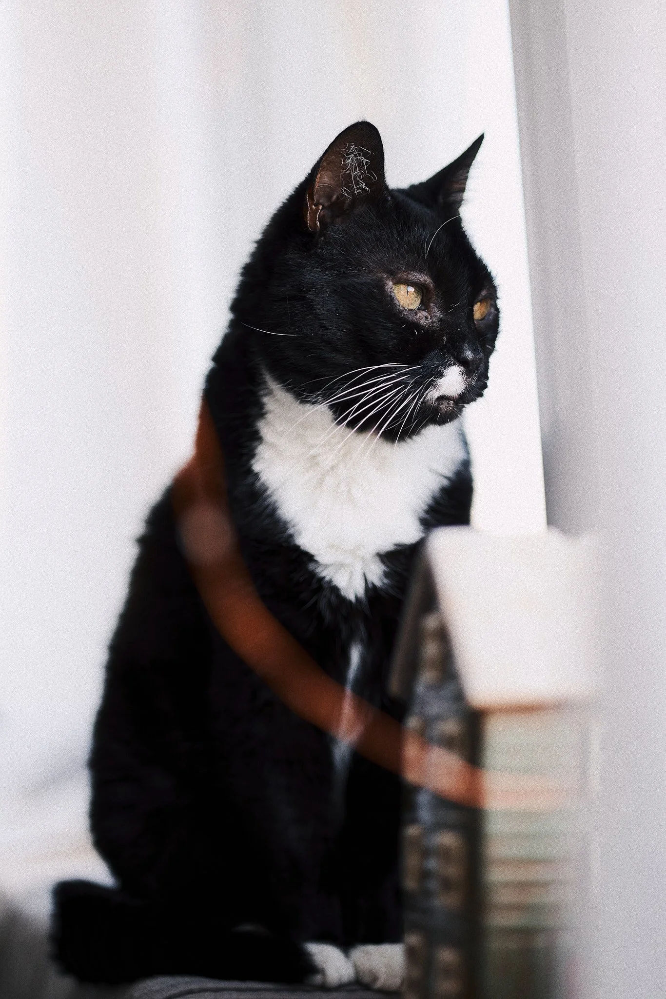 Schwarze und weiße Katze, die an eine Wand gelehnt ist, mit gelben Augen und kurzen Schnurrhaaren.