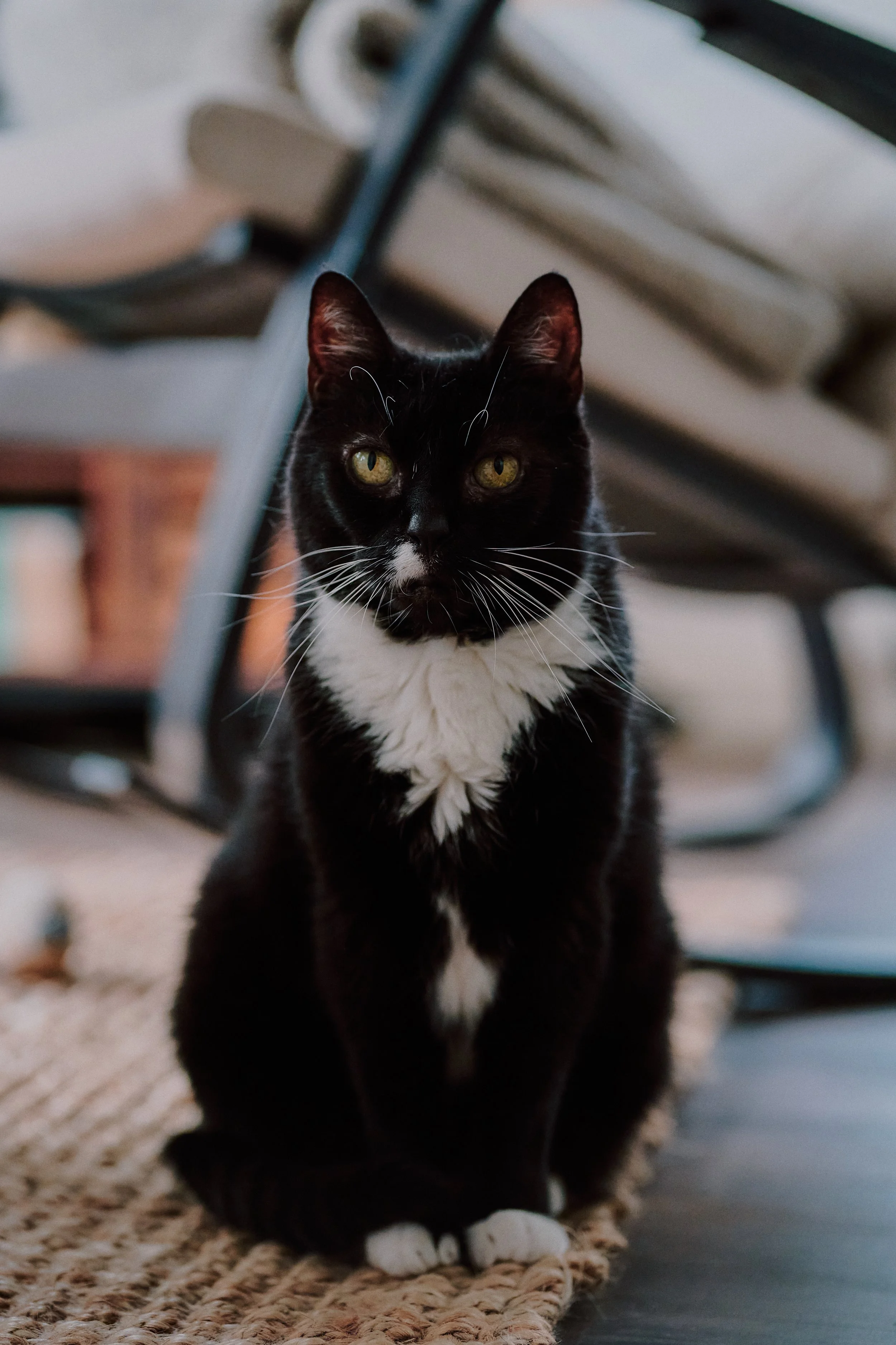 Schwarze und weiße Katze sitzt auf einem geflochtenen Teppich vor einem Metallstuhl mit Kissen im Hintergrund.
