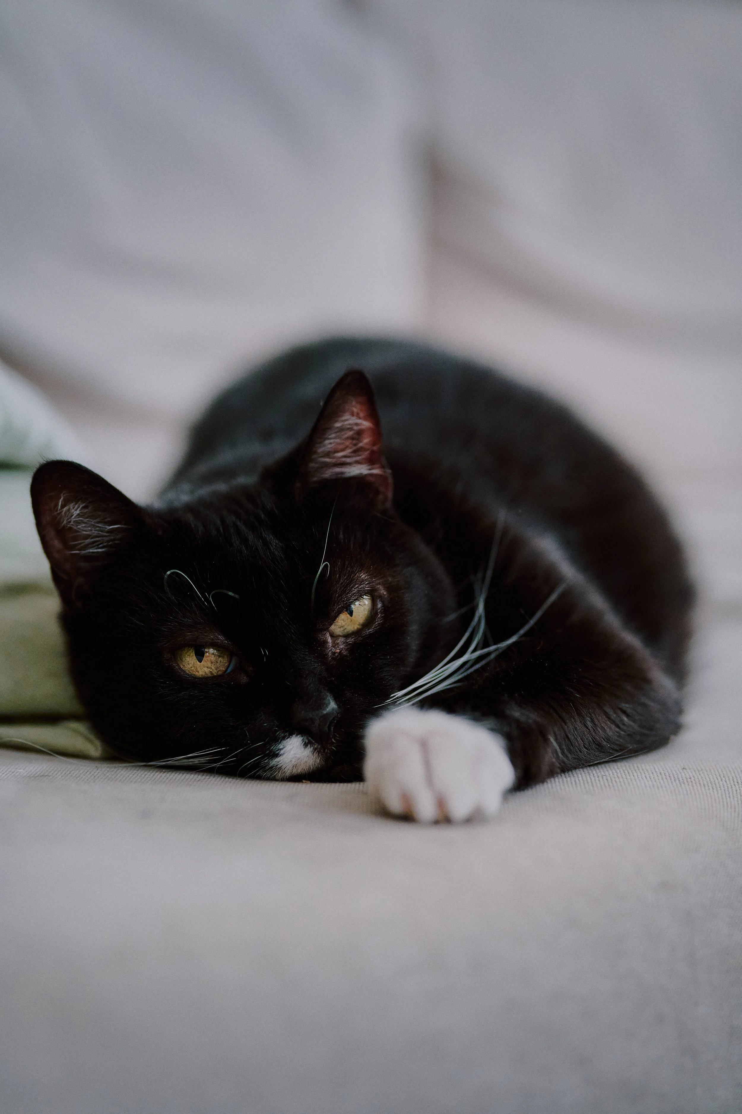 Schwarze und weiße Katze liegt entspannt auf einem Sofa, schaut direkt in die Kamera, mit grün-gelben Augen und weißen Schnurrhaaren.