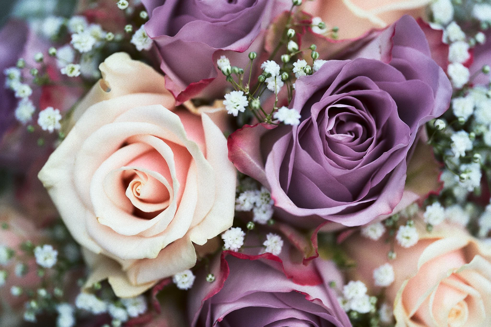 Nahaufnahme eines Blumenstraußes mit rosa und lavendelfarbenen Rosen sowie kleinen weißen Blümchen.