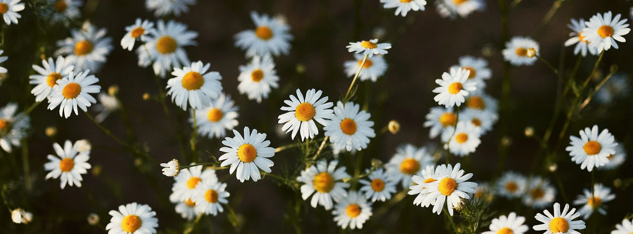 Eine Nahaufnahme von zahlreichen weißen Gänseblümchen mit gelben Zentren im Freien.