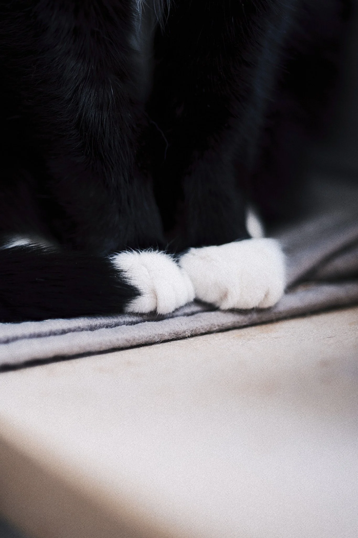 Nahaufnahme eines schlafenden schwarzen und weißen Hundes, der auf einer weichen Decke liegt.