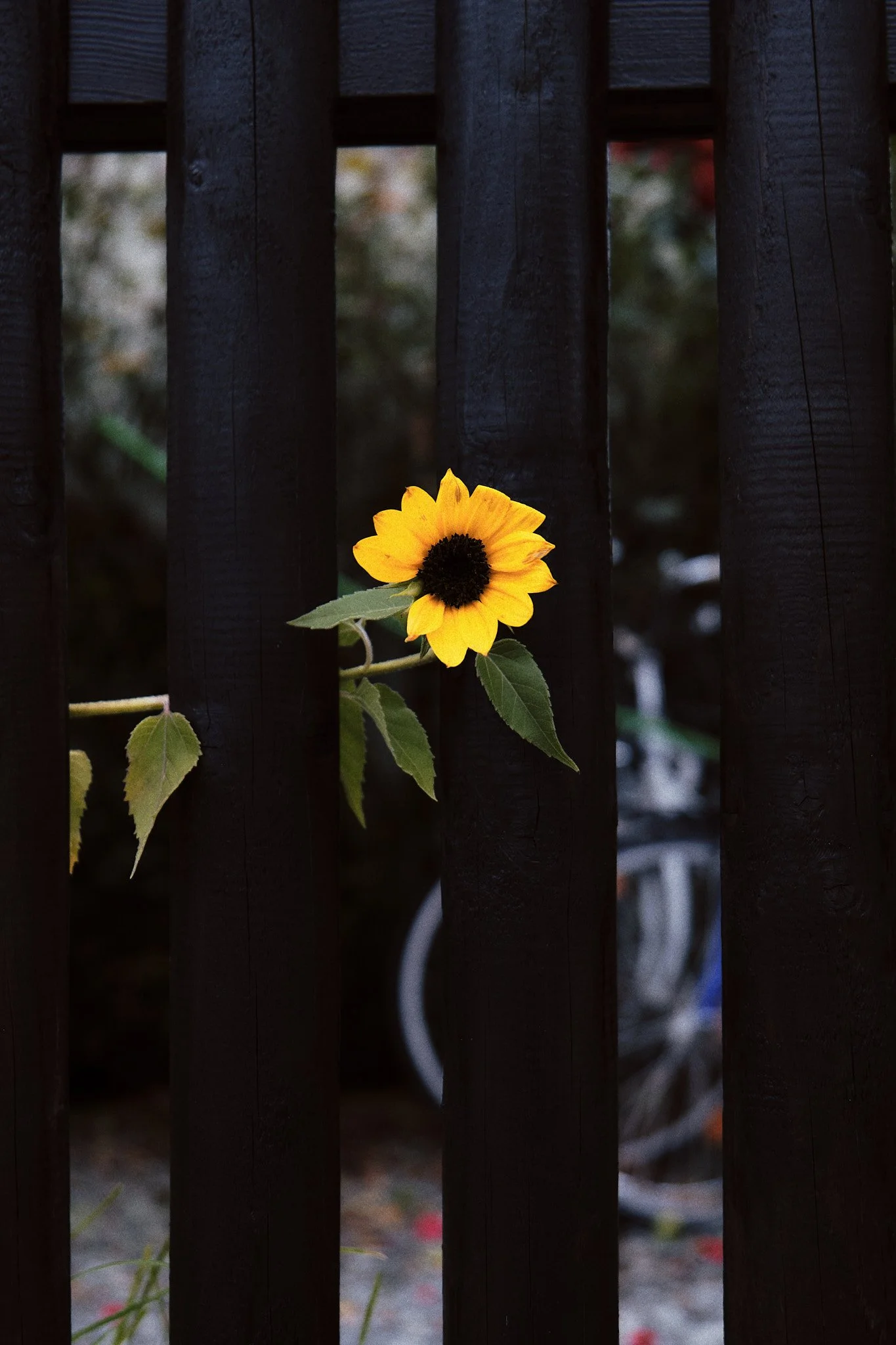 Eine Sonnenblume, die durch einen schwarzen Holzzaun wächst.