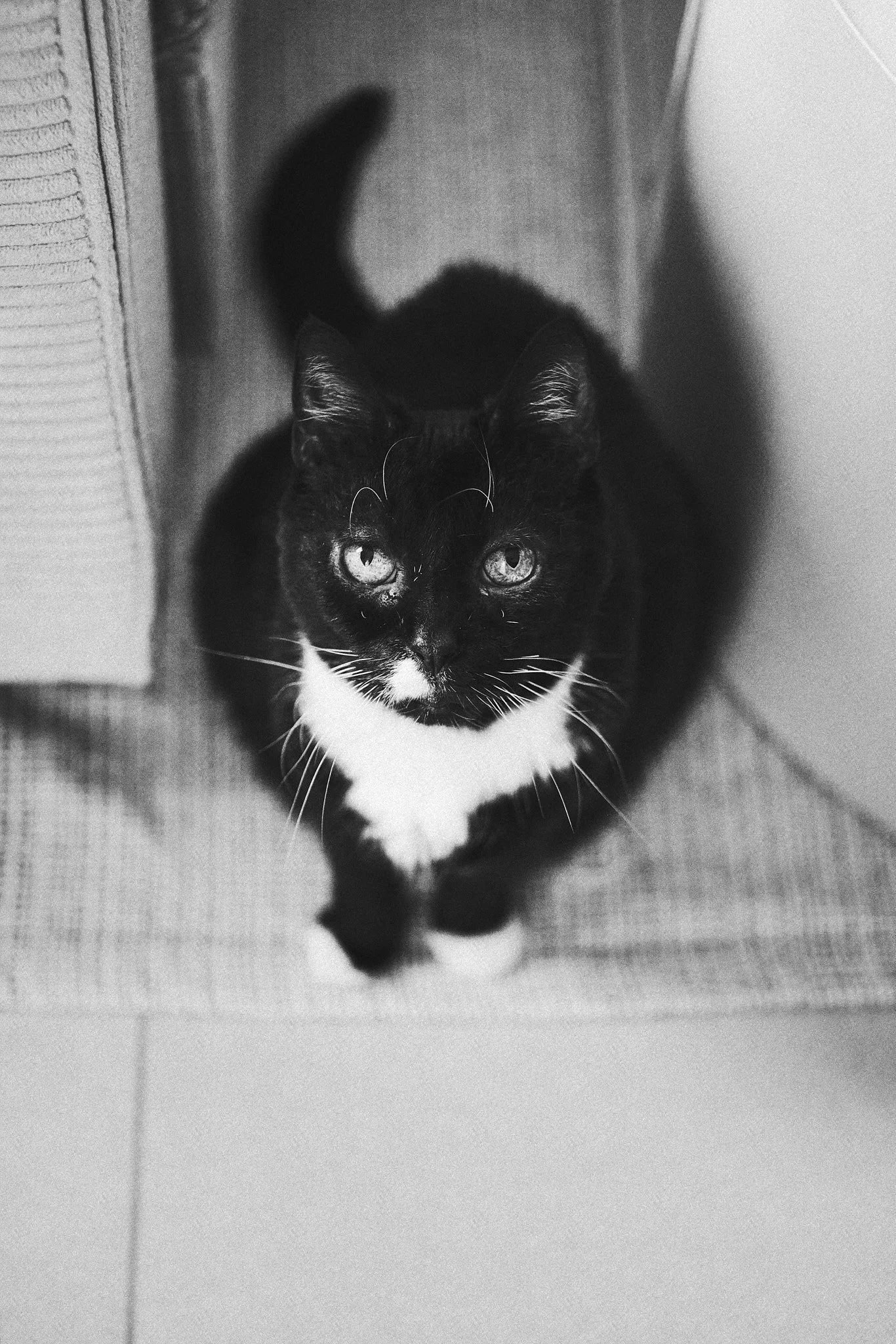 Schwarz-weißer Foto einer Katze, die auf dem Boden sitzt und in die Kamera schaut, aus der Vogelperspektive aufgenommen.