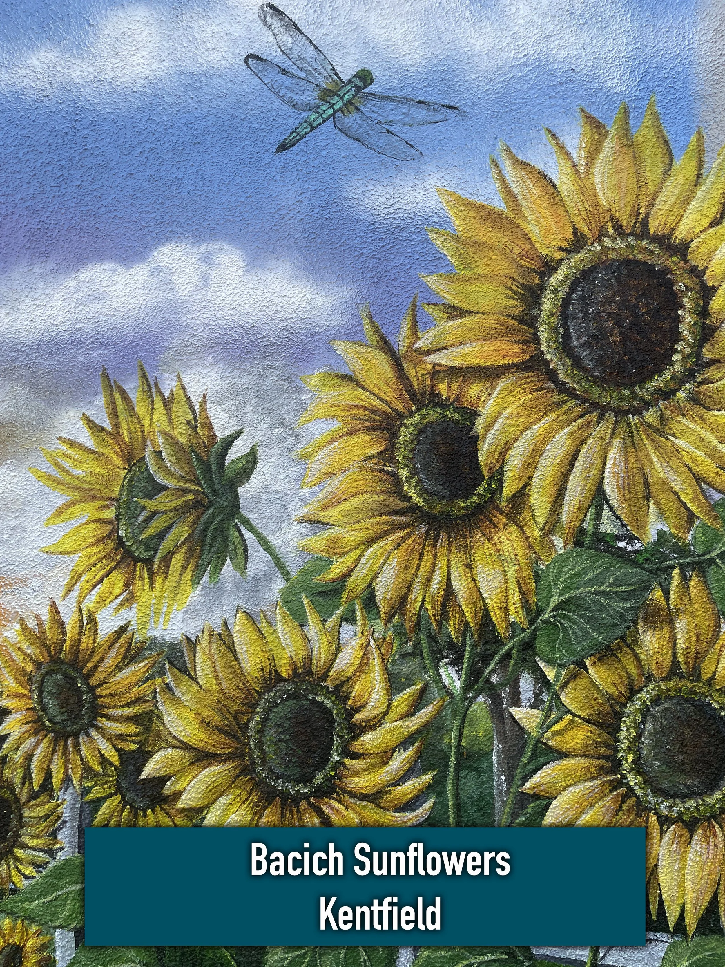 Bacich Sunflowers labeled.jpg