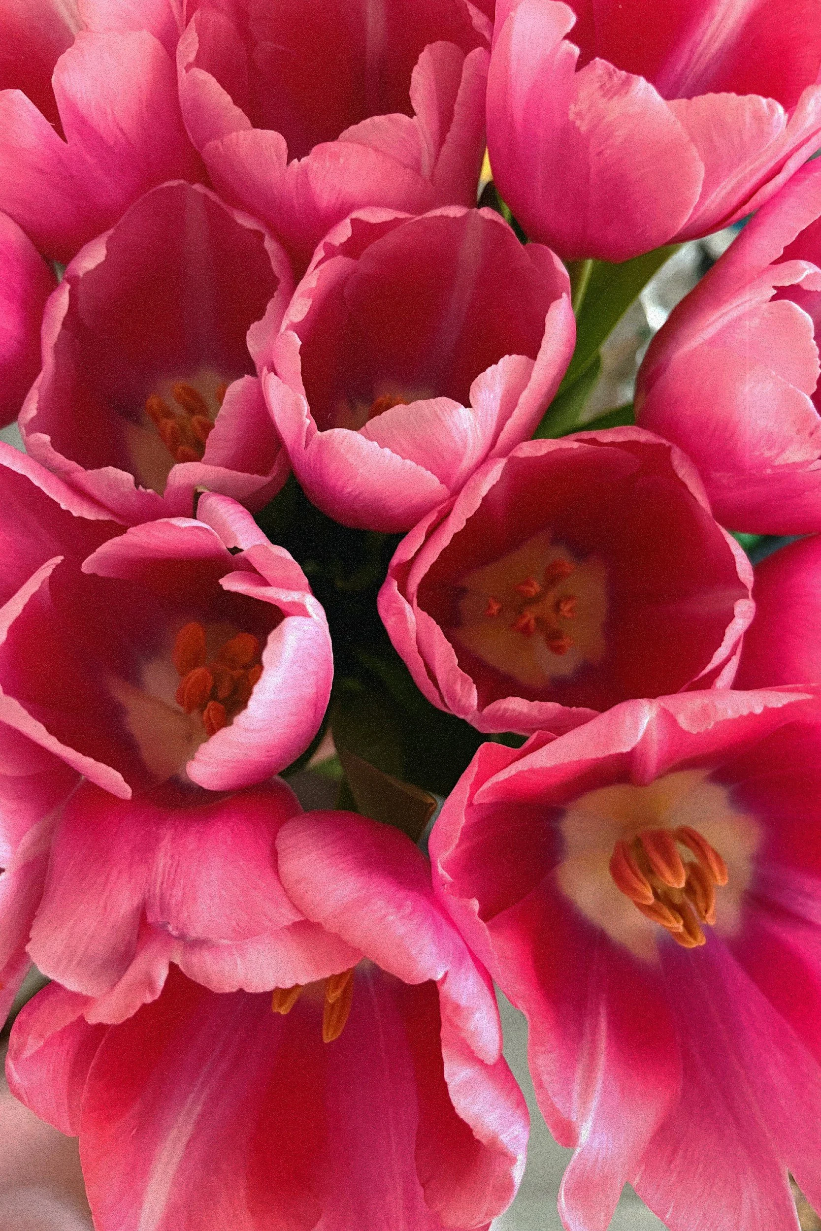 Biotech COBO Sisterhood