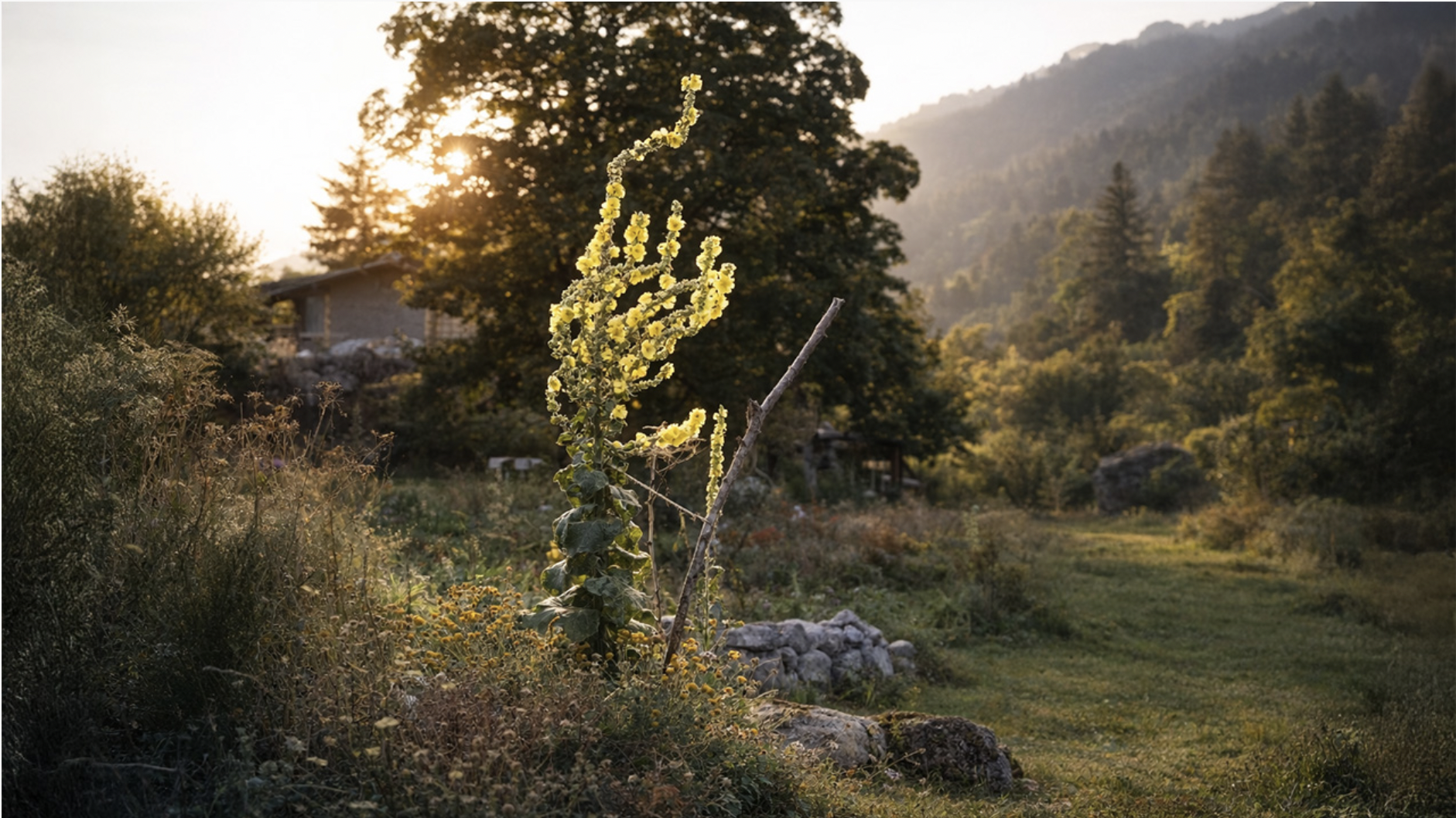 Plant Wisdom: Thresholds of Perception