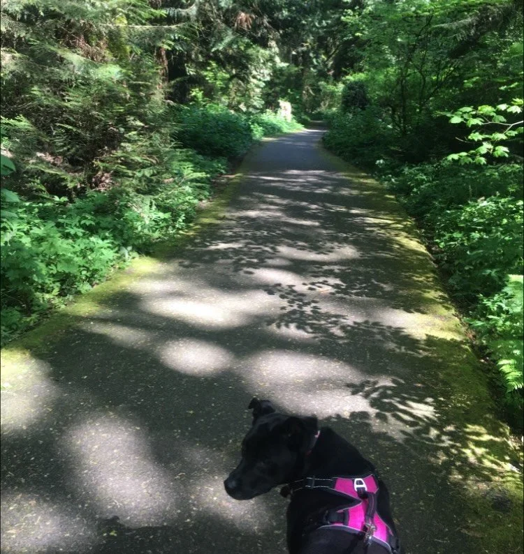Lucy, the original Heart + Hound. This is a tough conversation but one we need to have. Lucy was an Italian greyhound mix, she was affectionate and had a prey drive like none other. At around 8 years old I noticed her aggression increasing when we mo