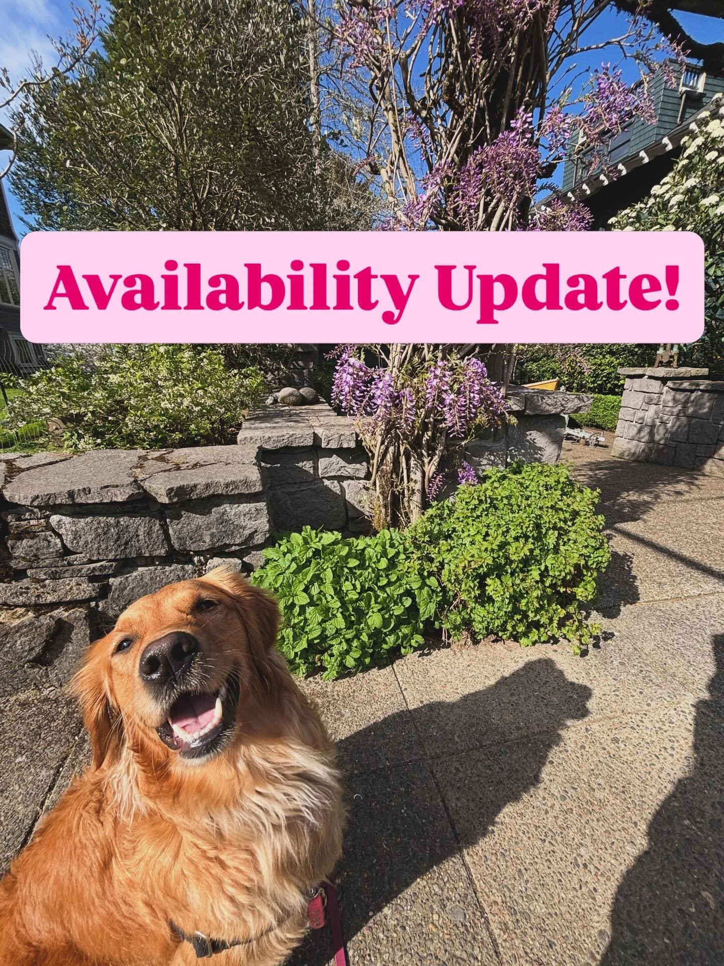 Hi friends! My schedule is filling up and I will be dog sitting for the next three months so I won&rsquo;t be taking new in person clients, but will service previous clients. I&rsquo;m still scheduling new and previous private clients on a limited ba
